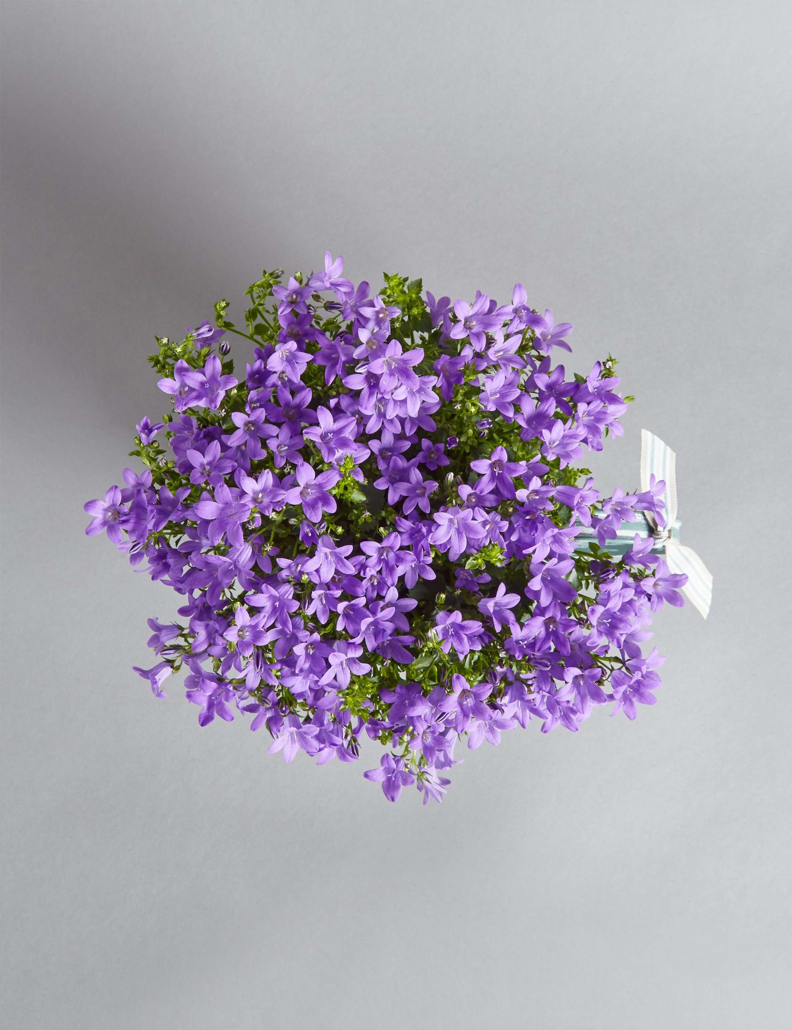 Campanula Jug House Plant 5 of 7