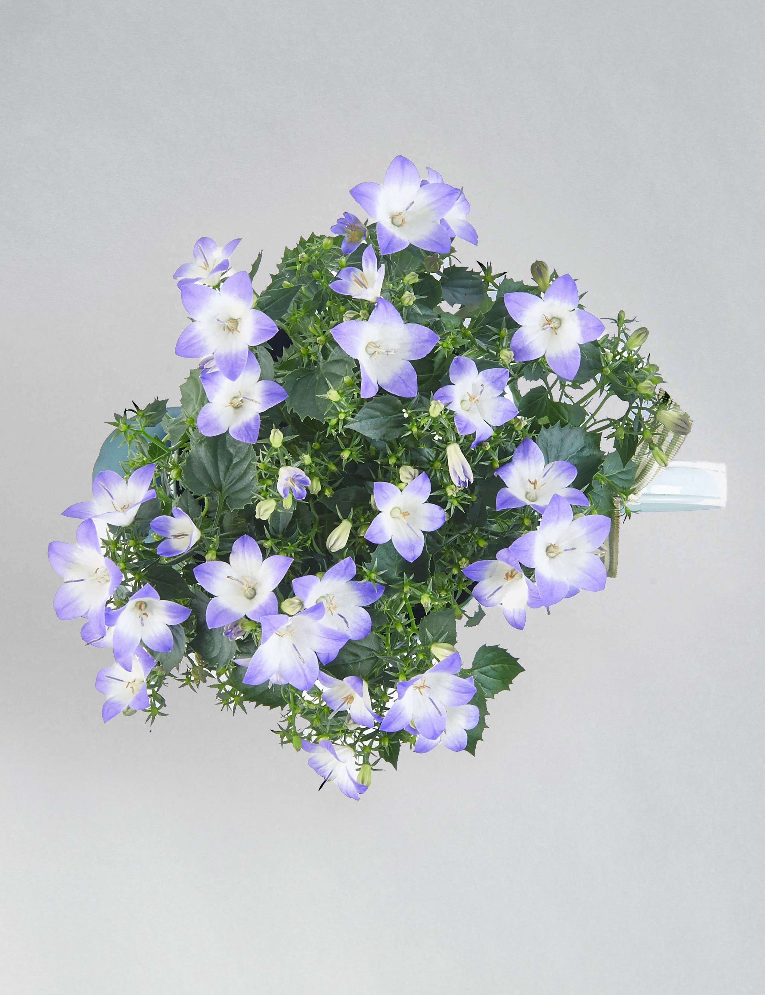 Campanula Jug House Plant 6 of 7