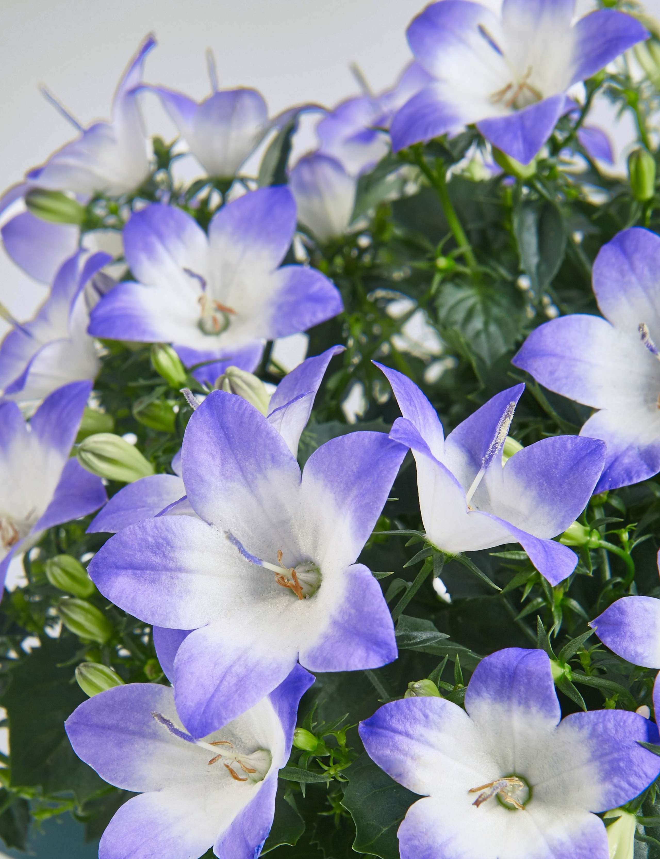 Campanula Jug House Plant 7 of 7
