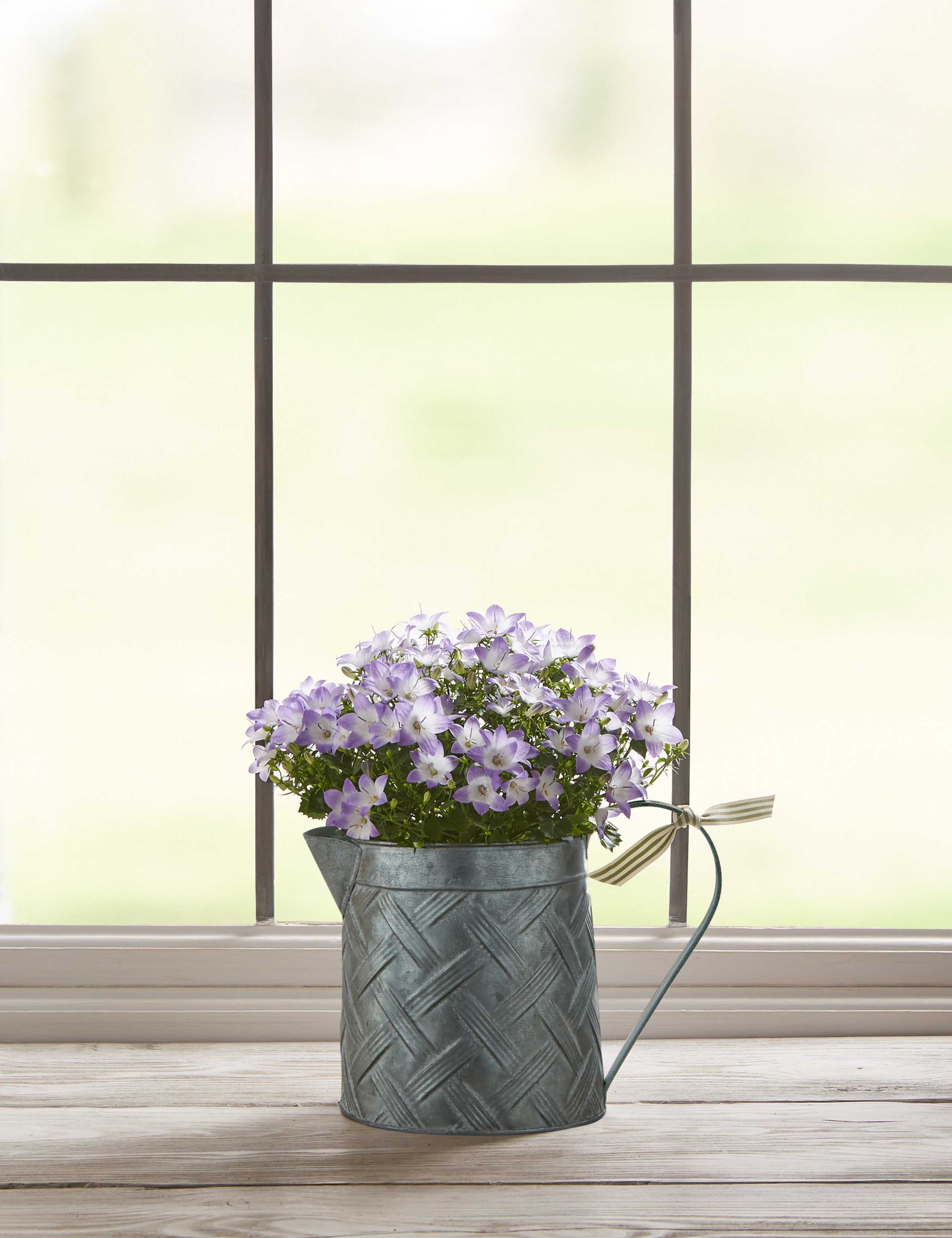 Campanula Jug House Plant 2 of 7