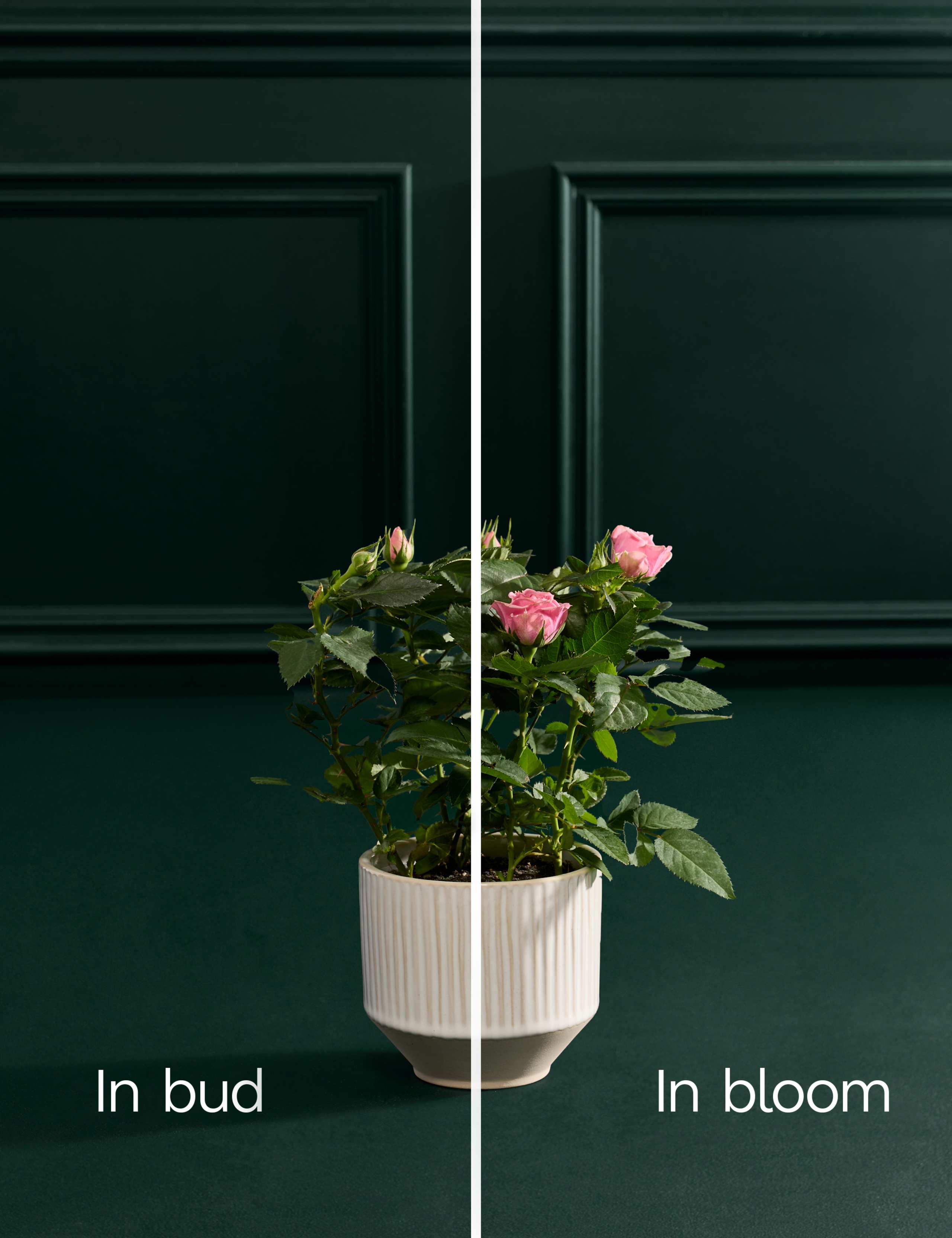 Luxury Pink Rose with Ceramic Pot 3 of 3
