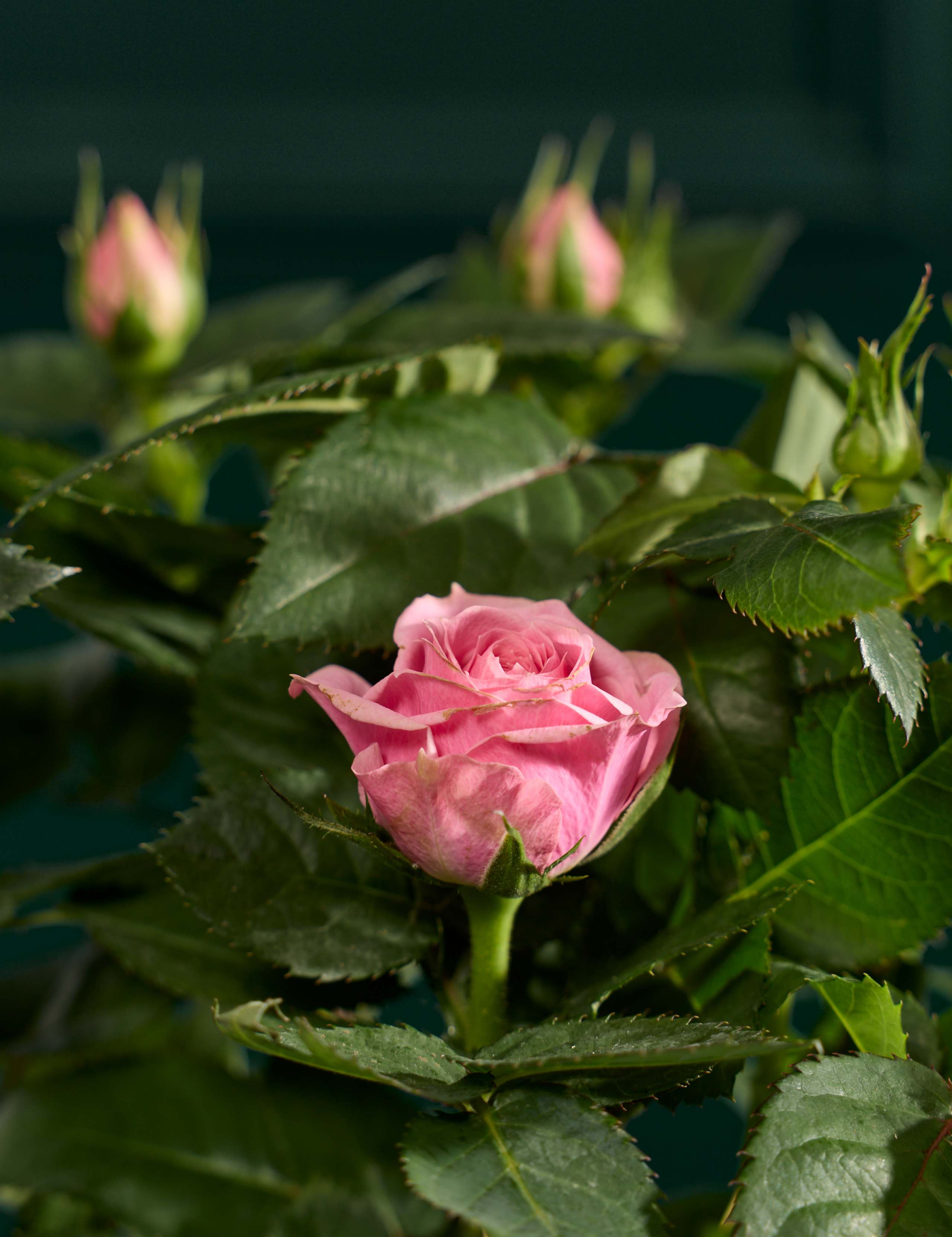 Luxury Pink Rose with Ceramic Pot 2 of 3