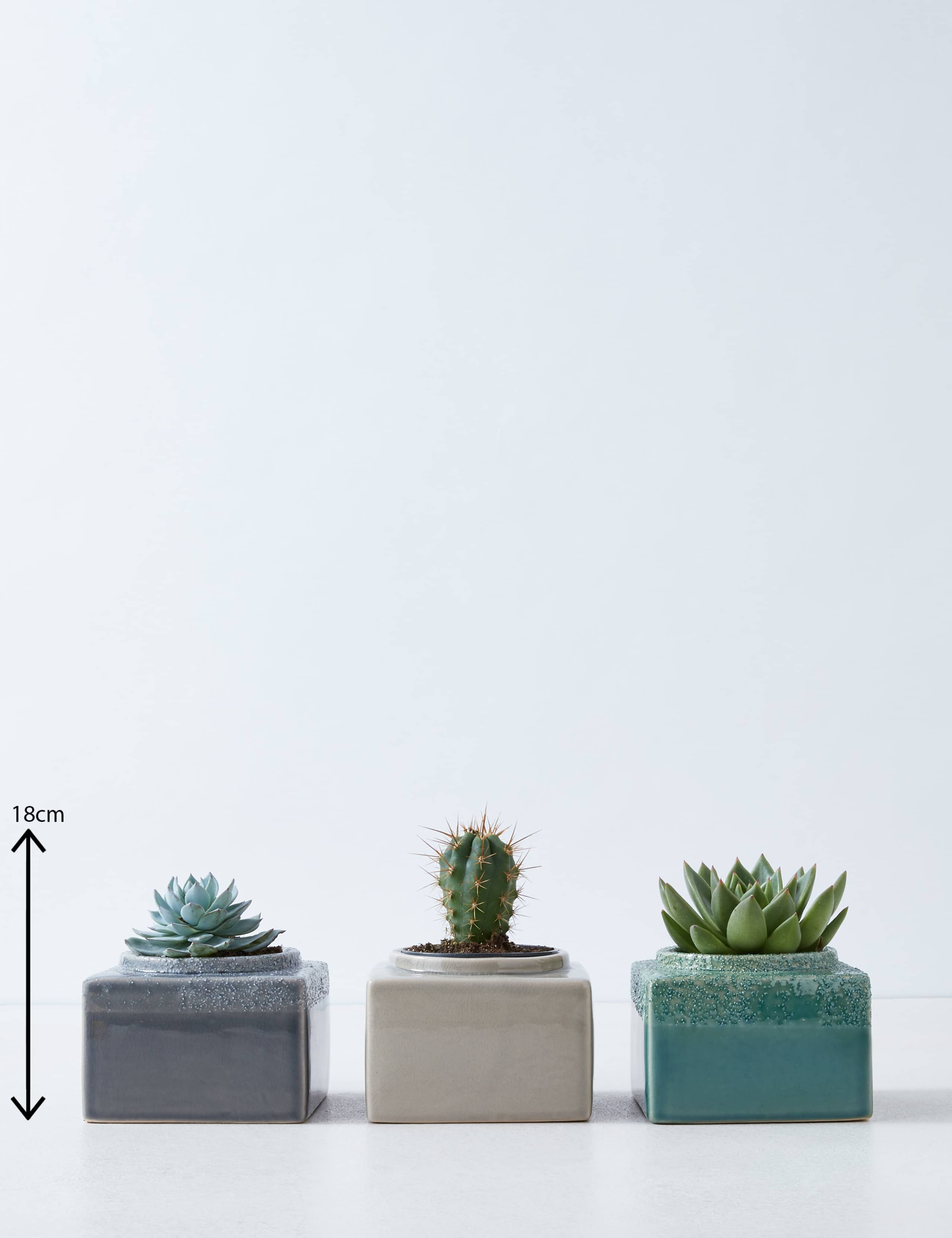 Cacti & Succulent Trio 3 of 4