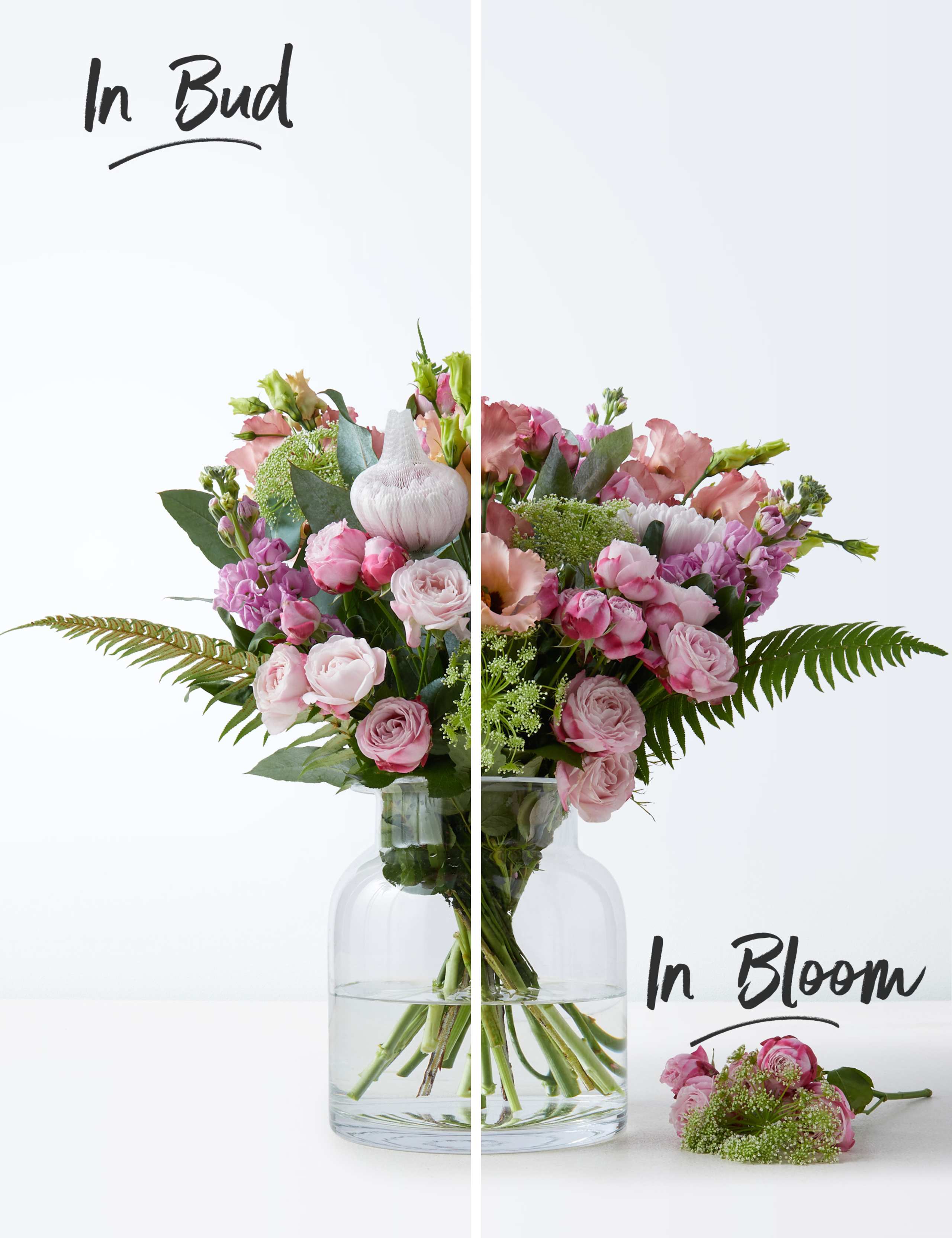 Collection Mum's Pink Perfection - Early Bird Offer Ends Today 3 of 5