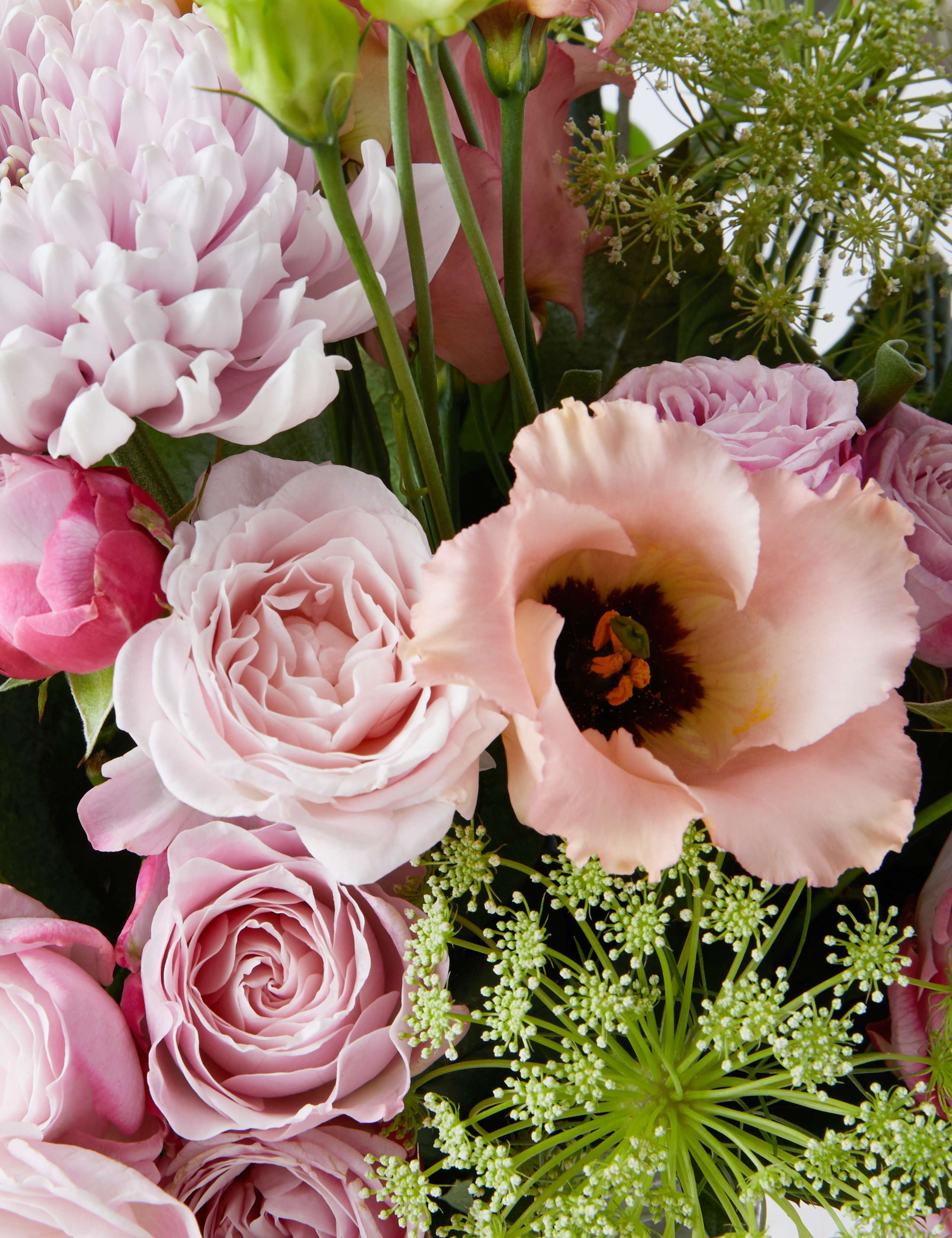 Collection Mum's Pink Perfection - Early Bird Offer Ends Today 5 of 5