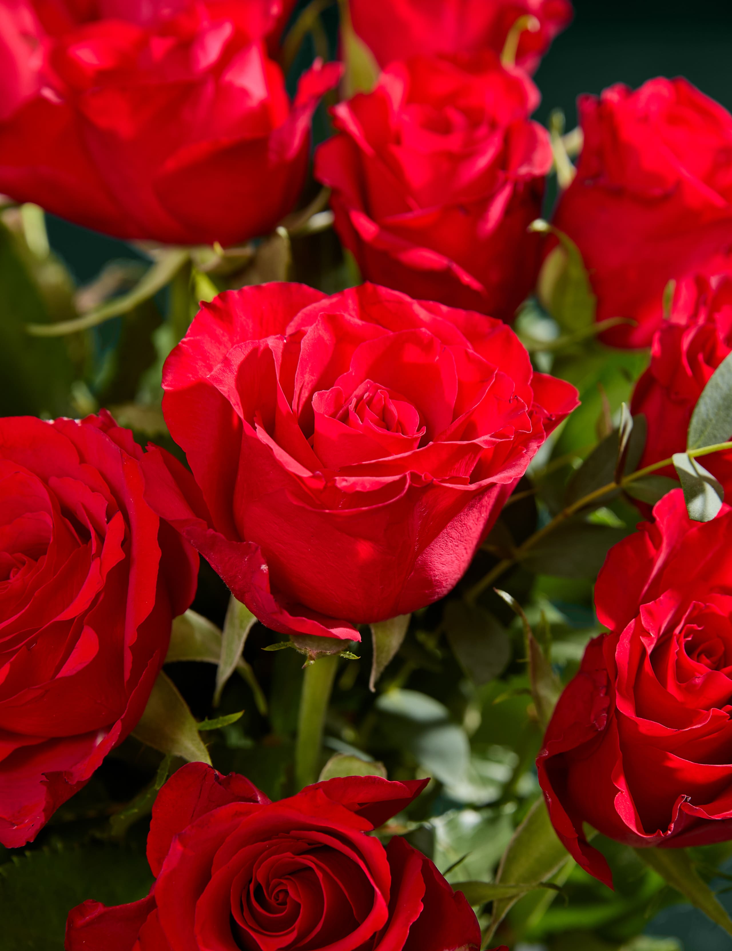 Valentine's Red Rose Abundance Bouquet with Vase 3 of 6