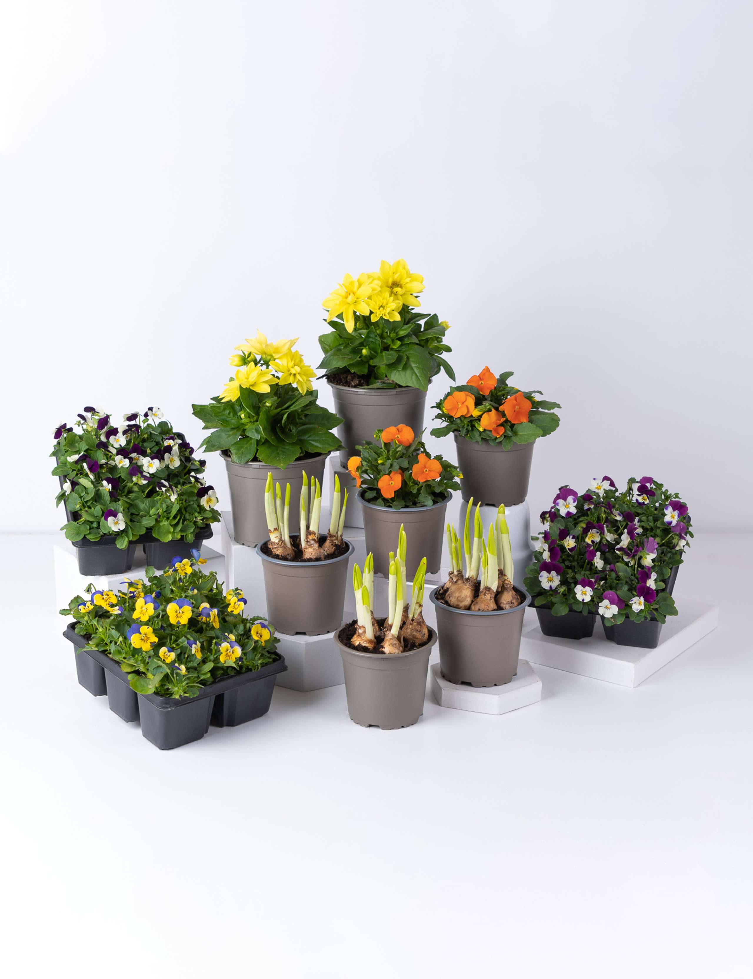Spring Sunshine Garden Border Bundle 1 of 1