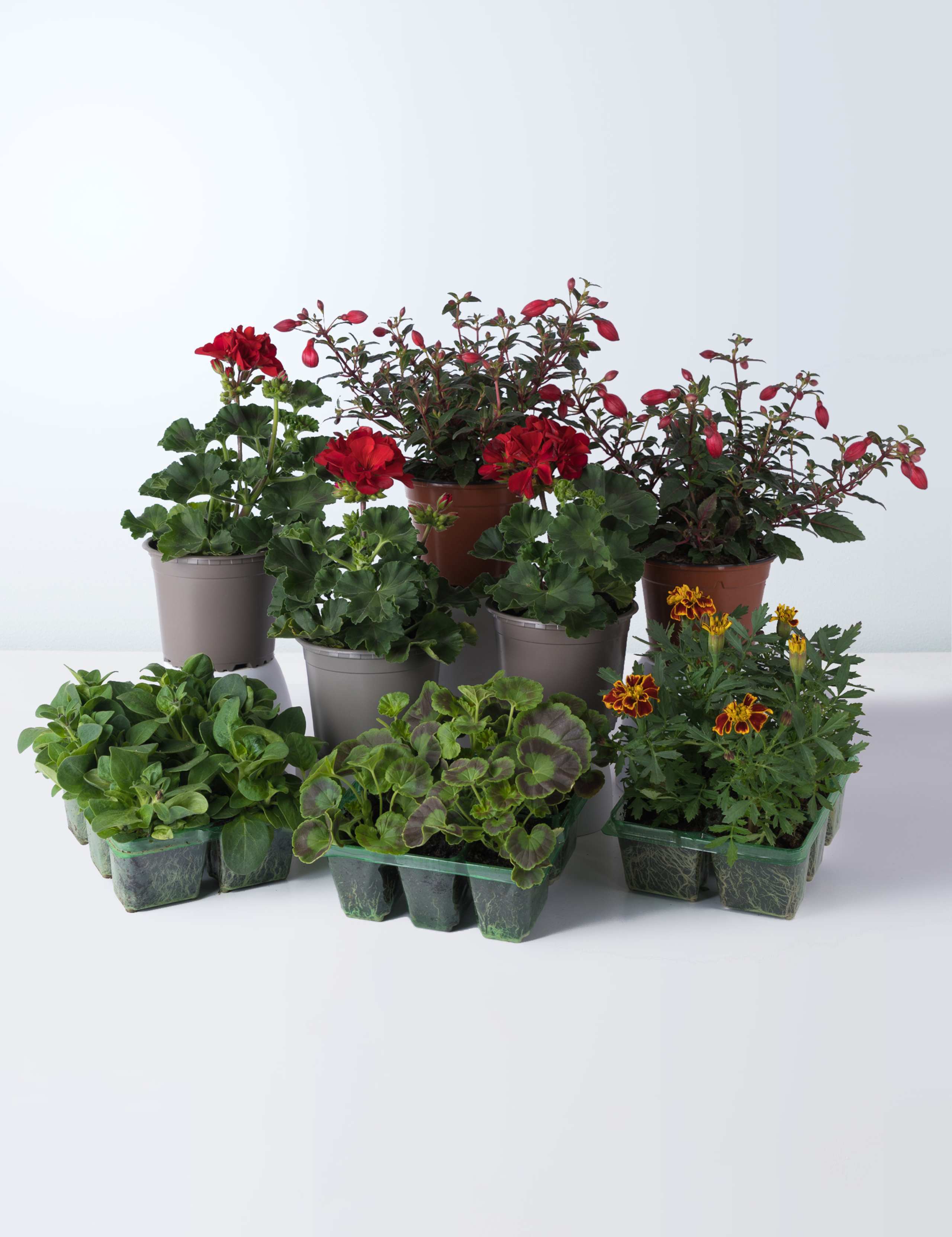 Multicoloured Summer Garden Plant Bundle 1 of 1