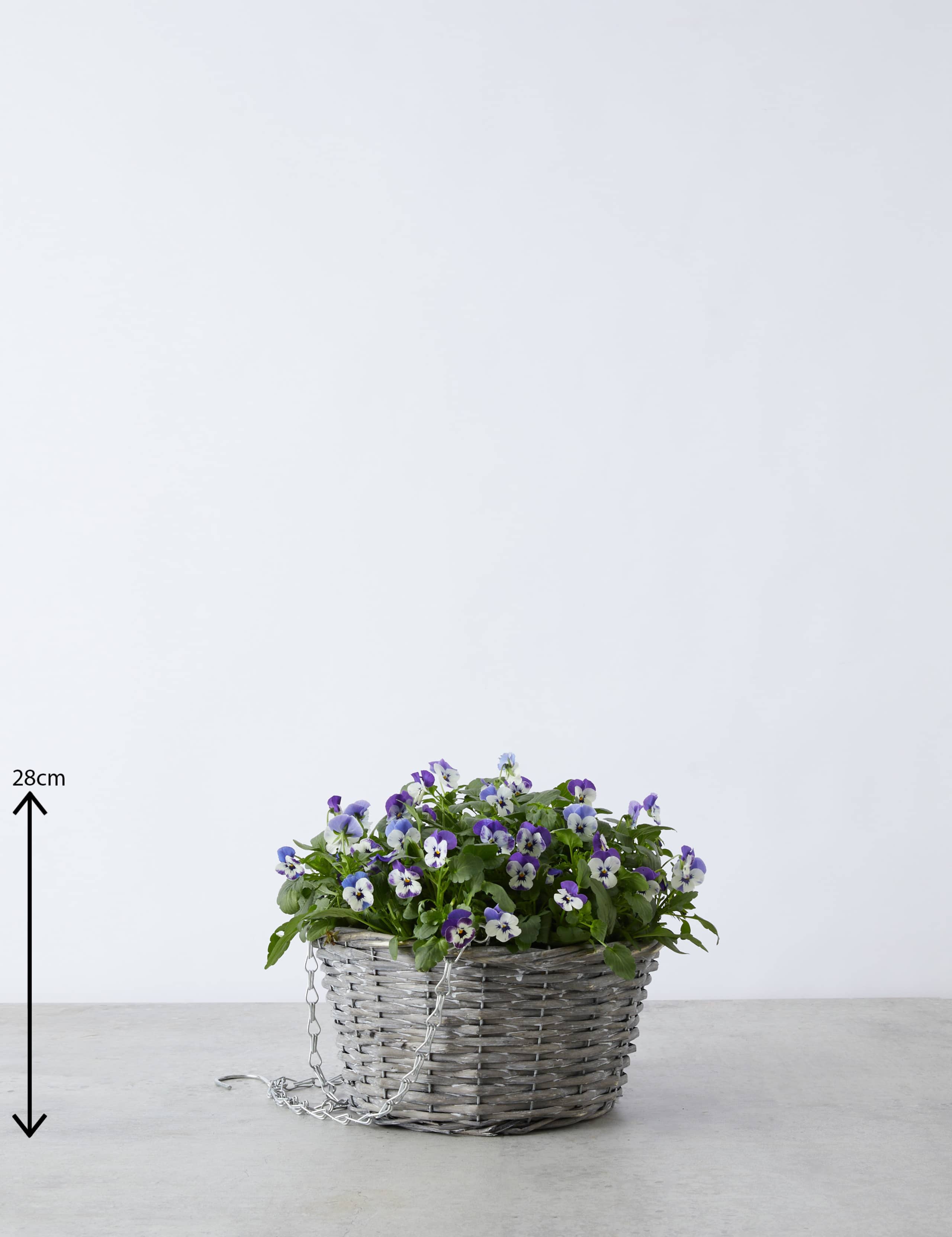 Pansy Hanging Basket 3 of 4