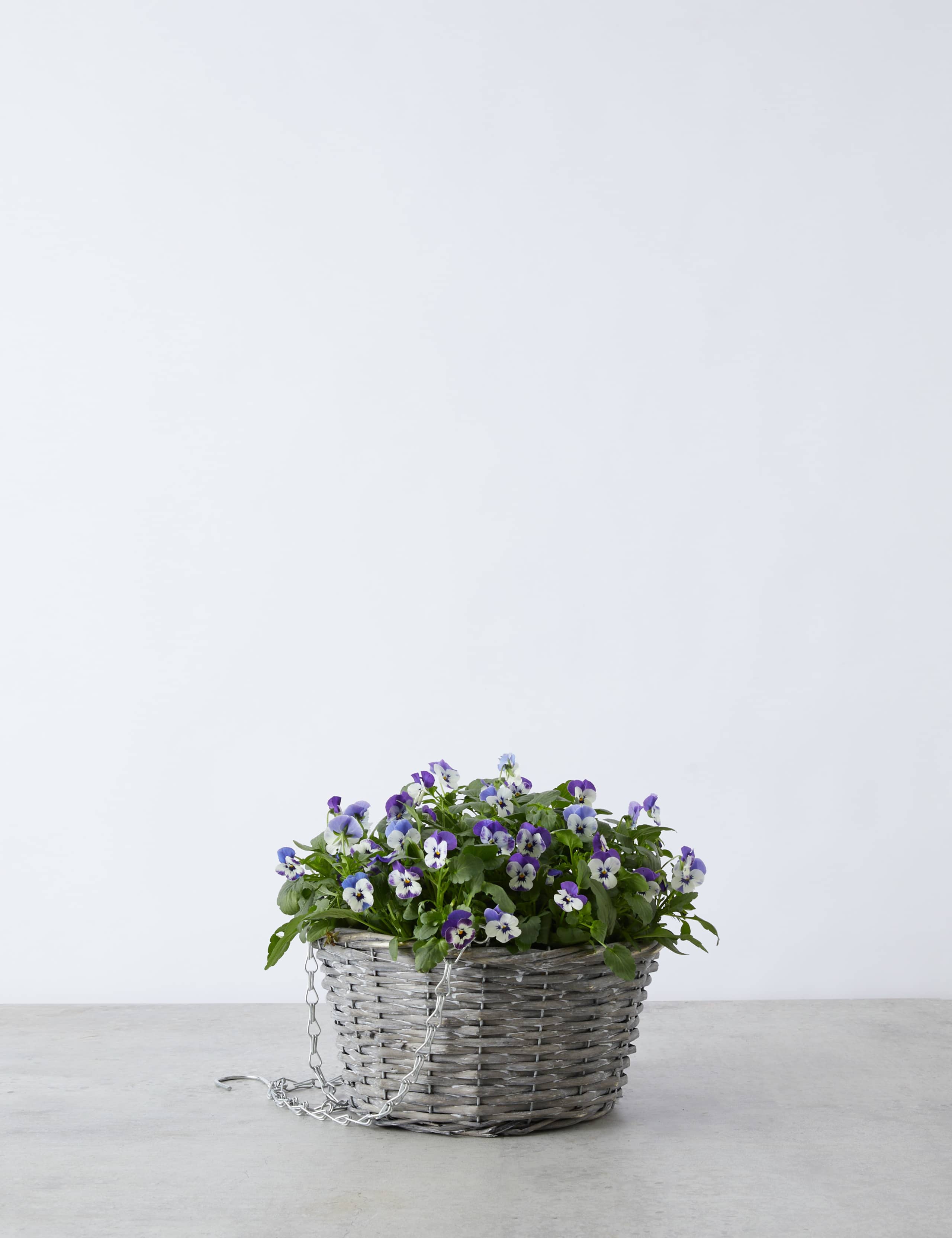 Pansy Hanging Basket 2 of 4