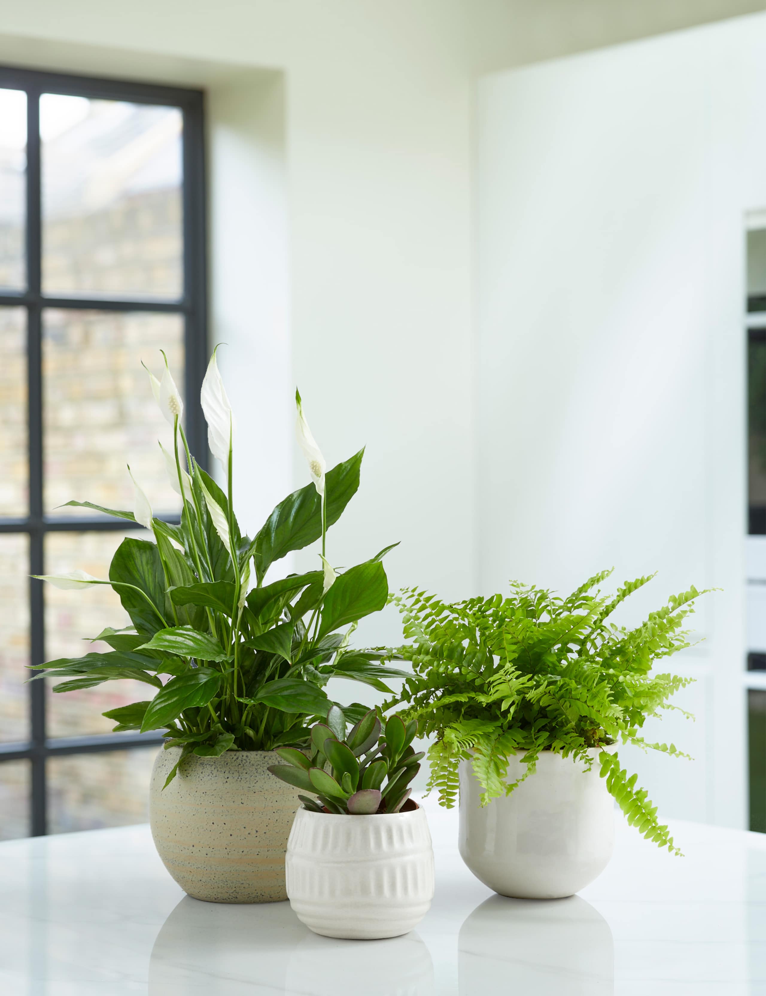 House Plant Trio 1 of 4