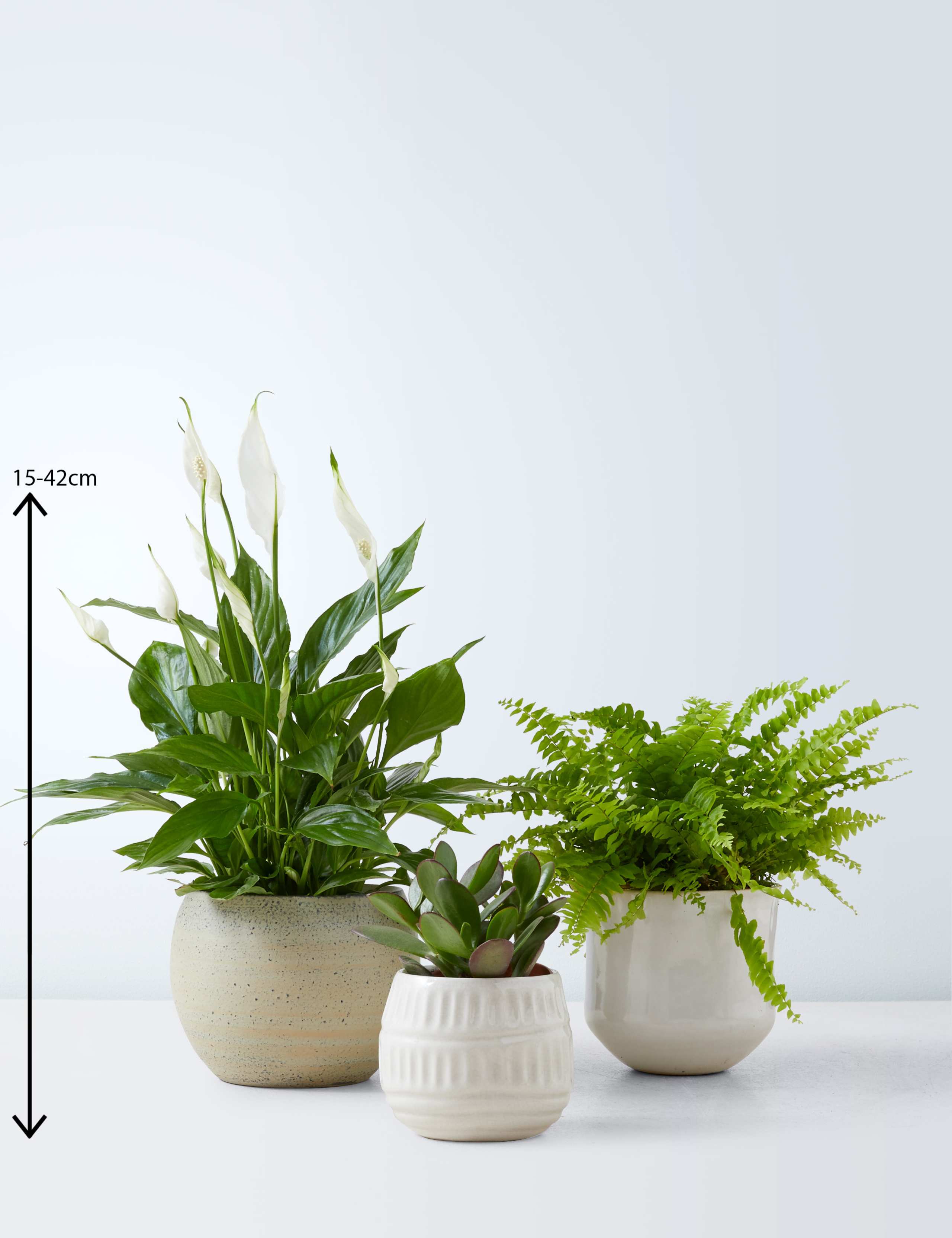 House Plant Trio 3 of 4