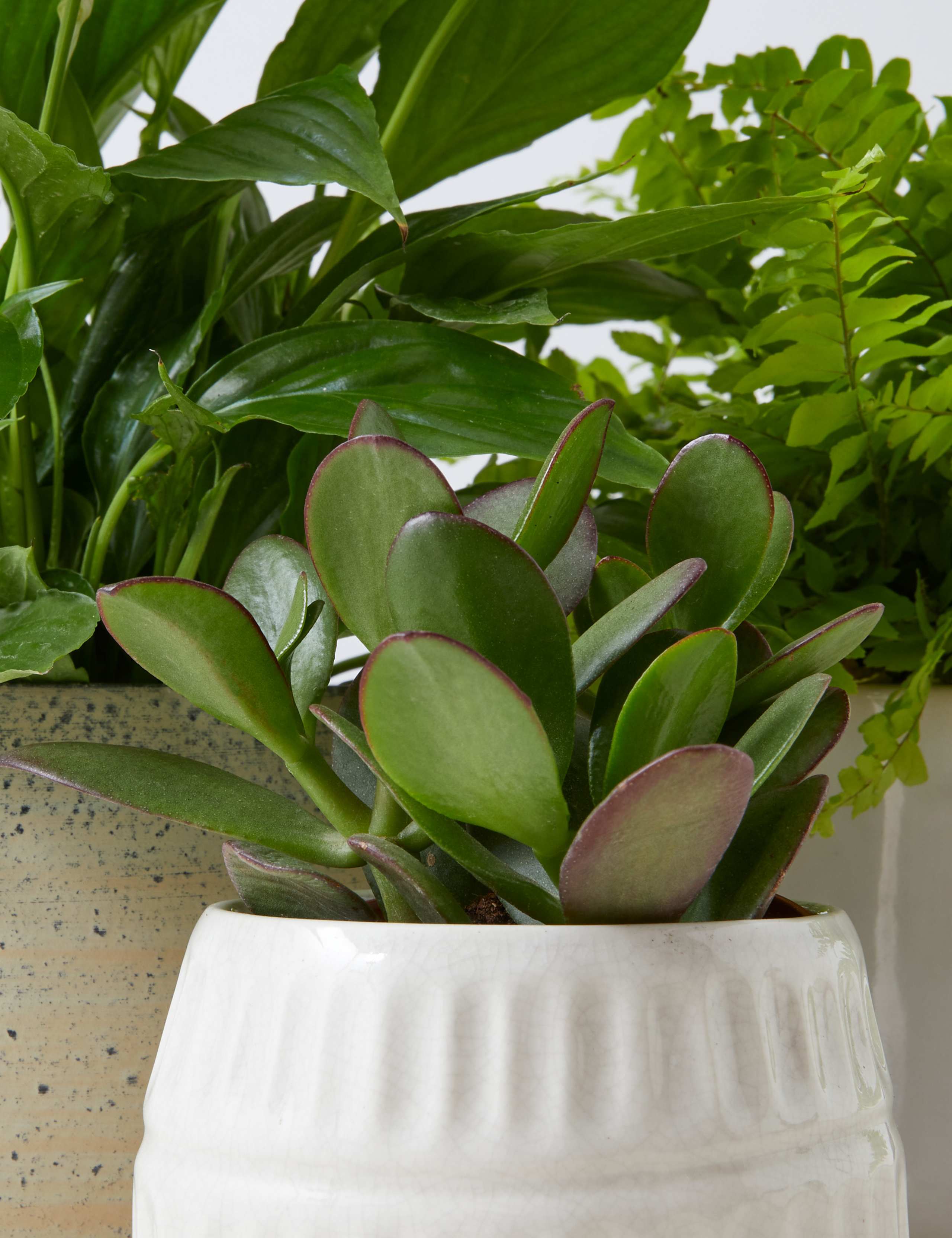 House Plant Trio 4 of 4