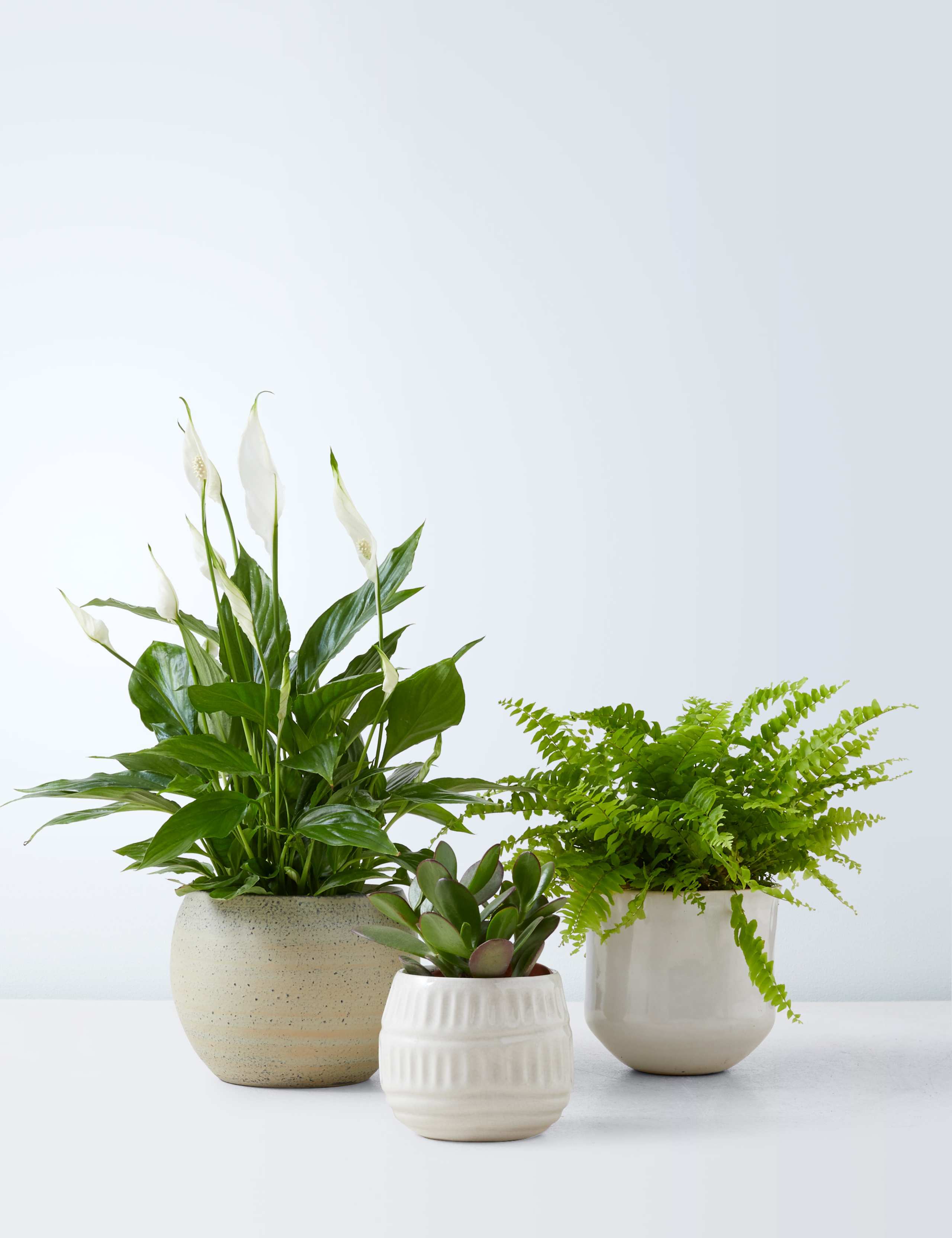 House Plant Trio 2 of 4