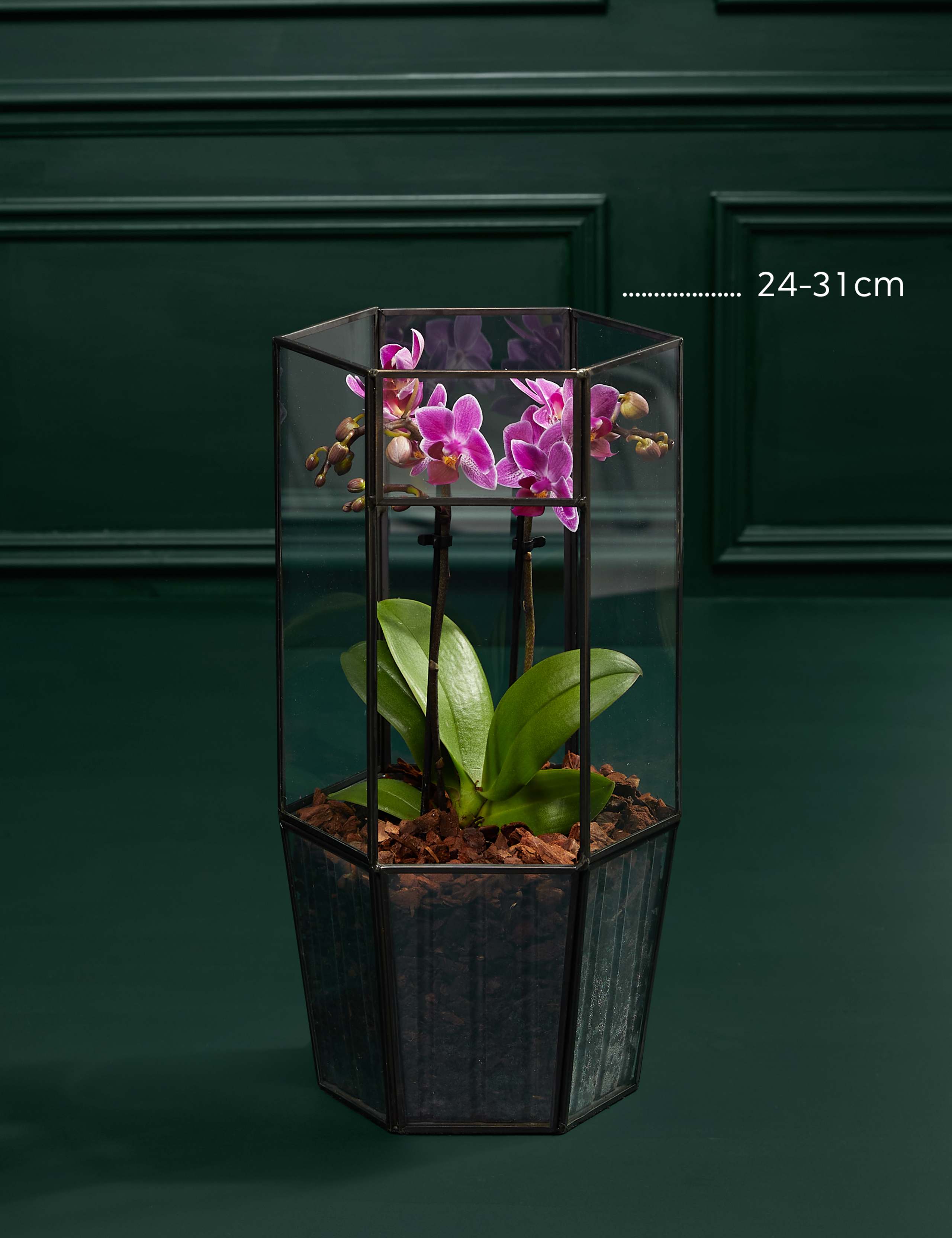 Phaelanopsis Purple Orchid in Glass Terrarium 3 of 3