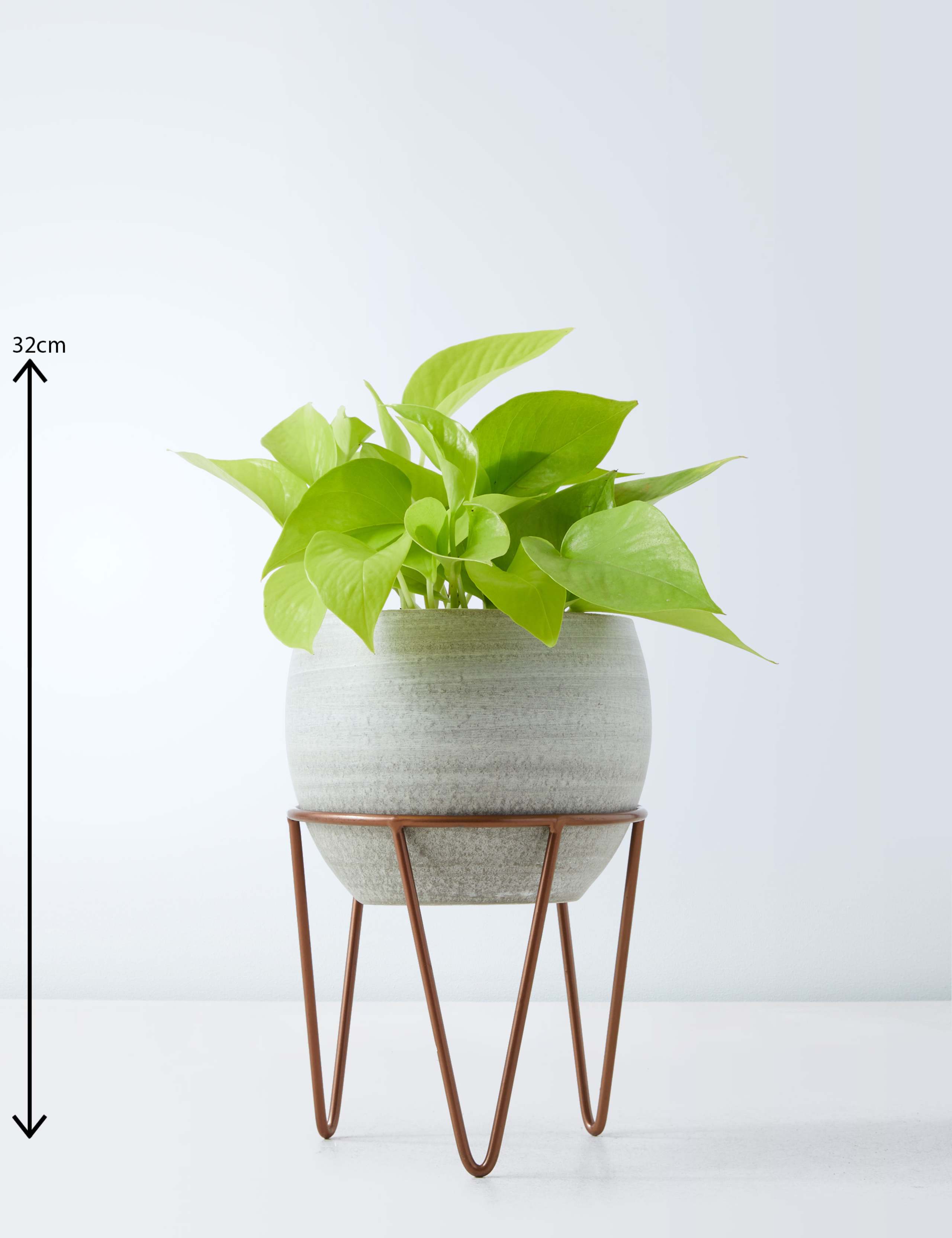Pothos on Stand 3 of 4