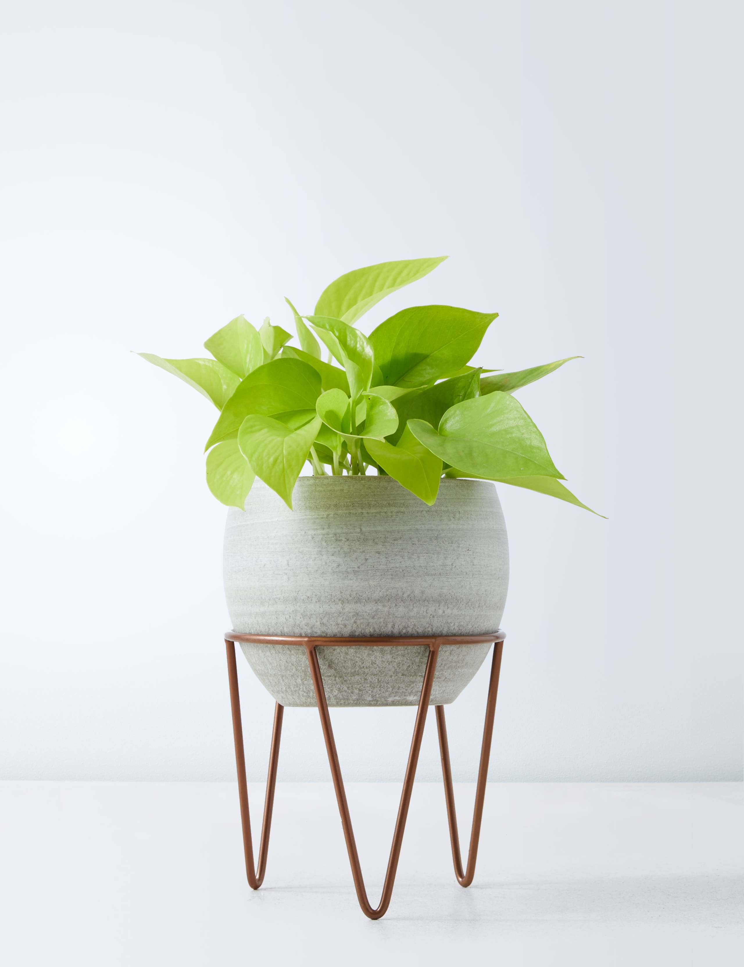 Pothos on Stand 2 of 4