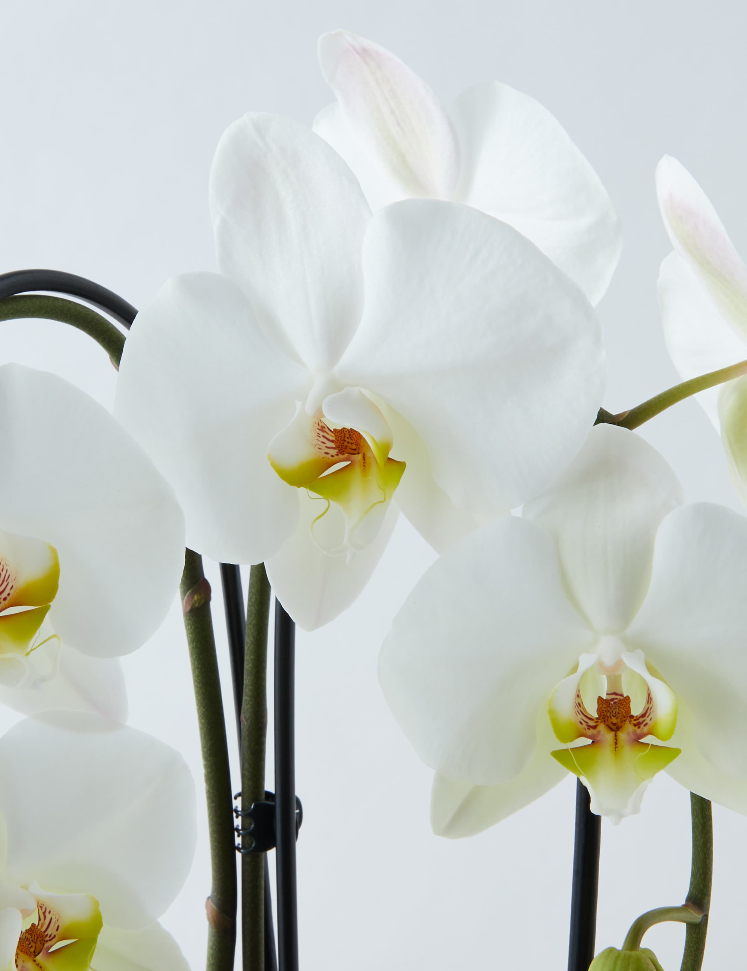 Luxury Orchid Glass 4 of 4