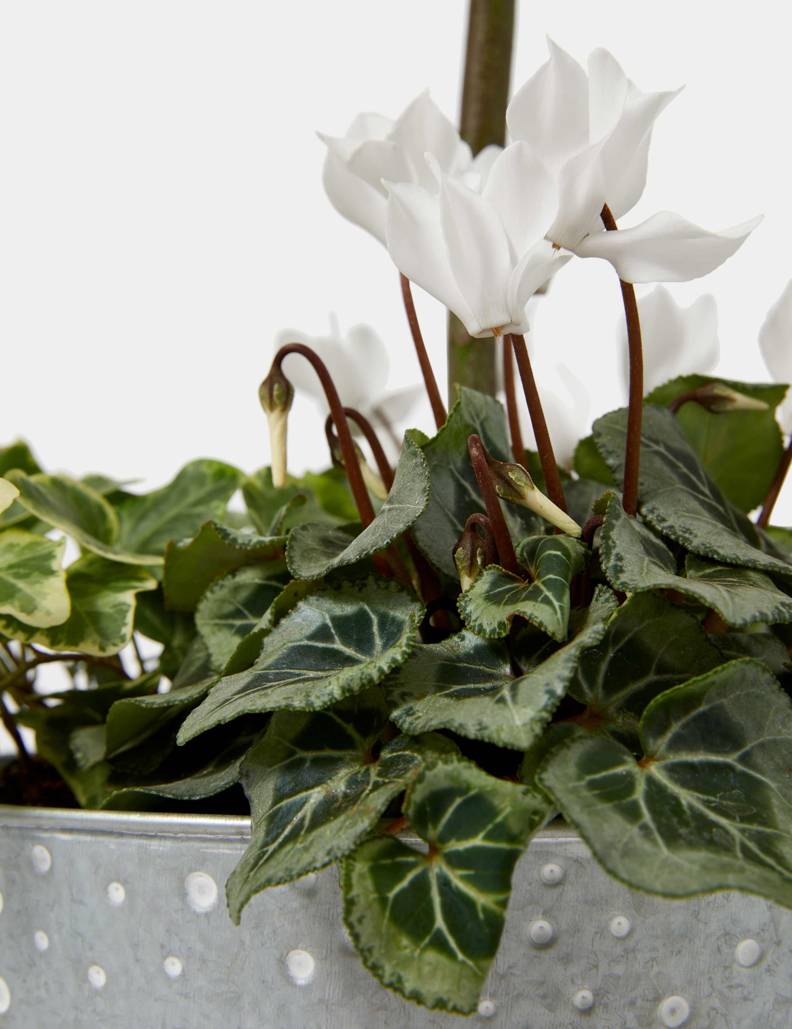 Luxury Bay Tree Planter With Cyclamen 3 of 4