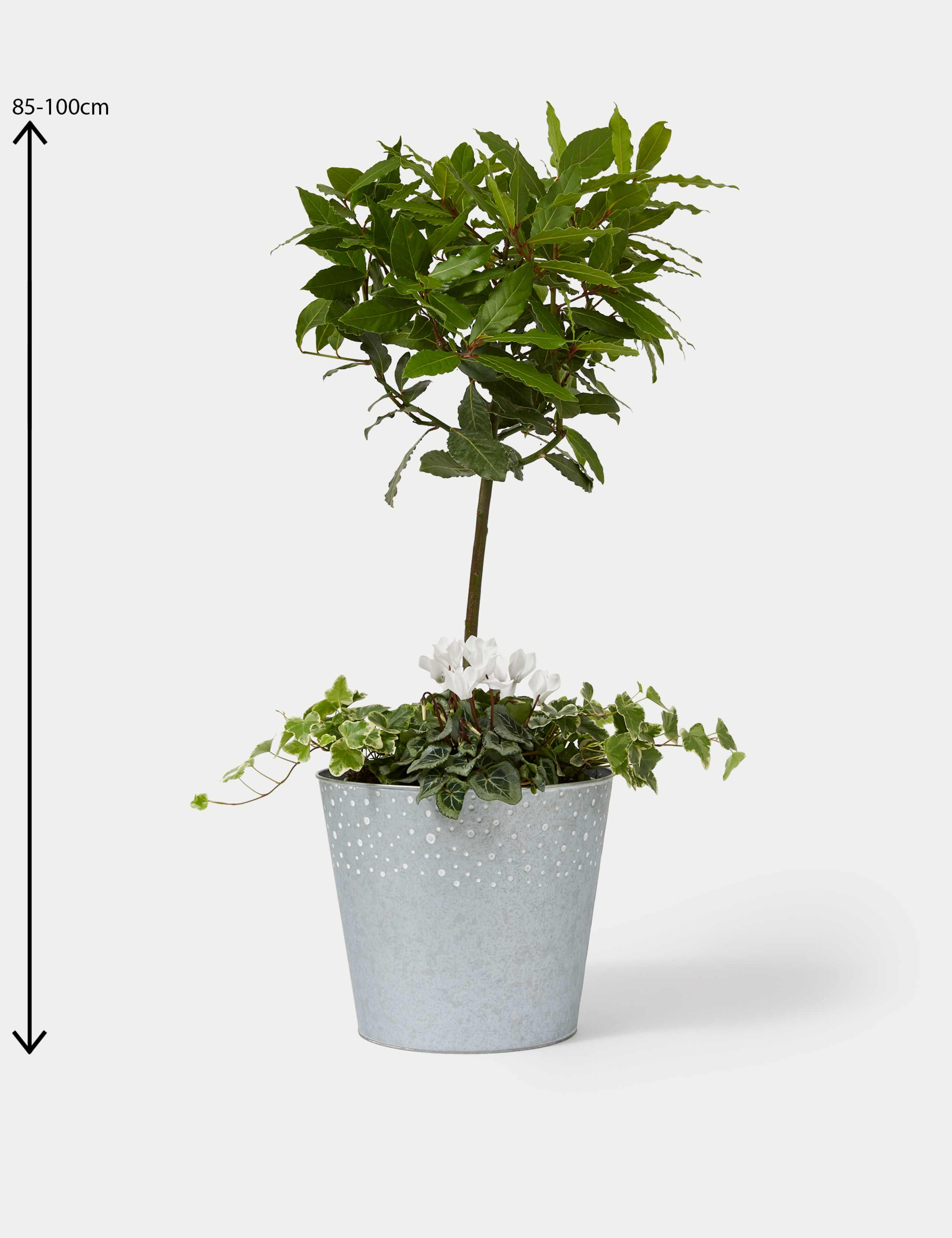 Luxury Bay Tree Planter With Cyclamen 4 of 4