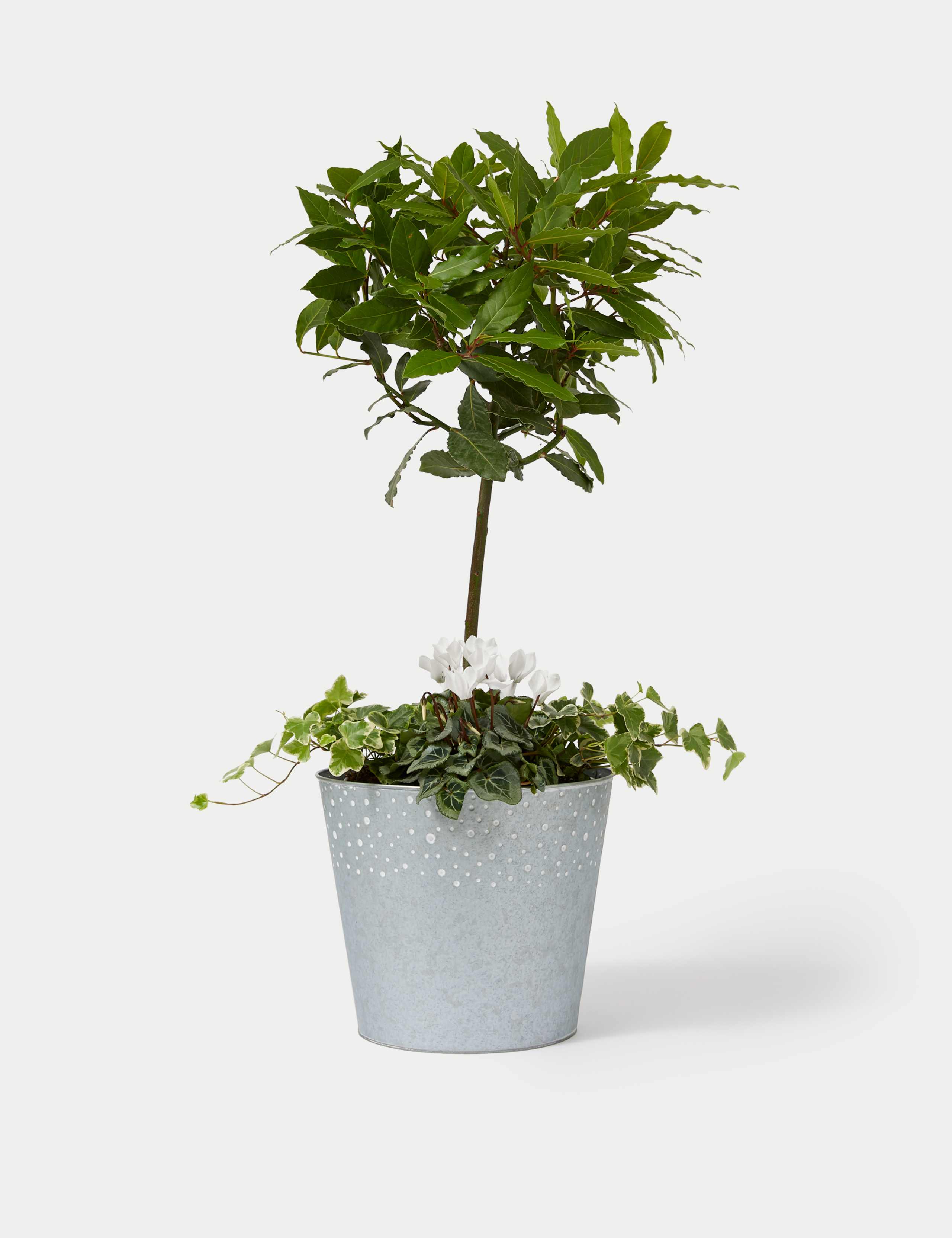 Luxury Bay Tree Planter With Cyclamen 2 of 4