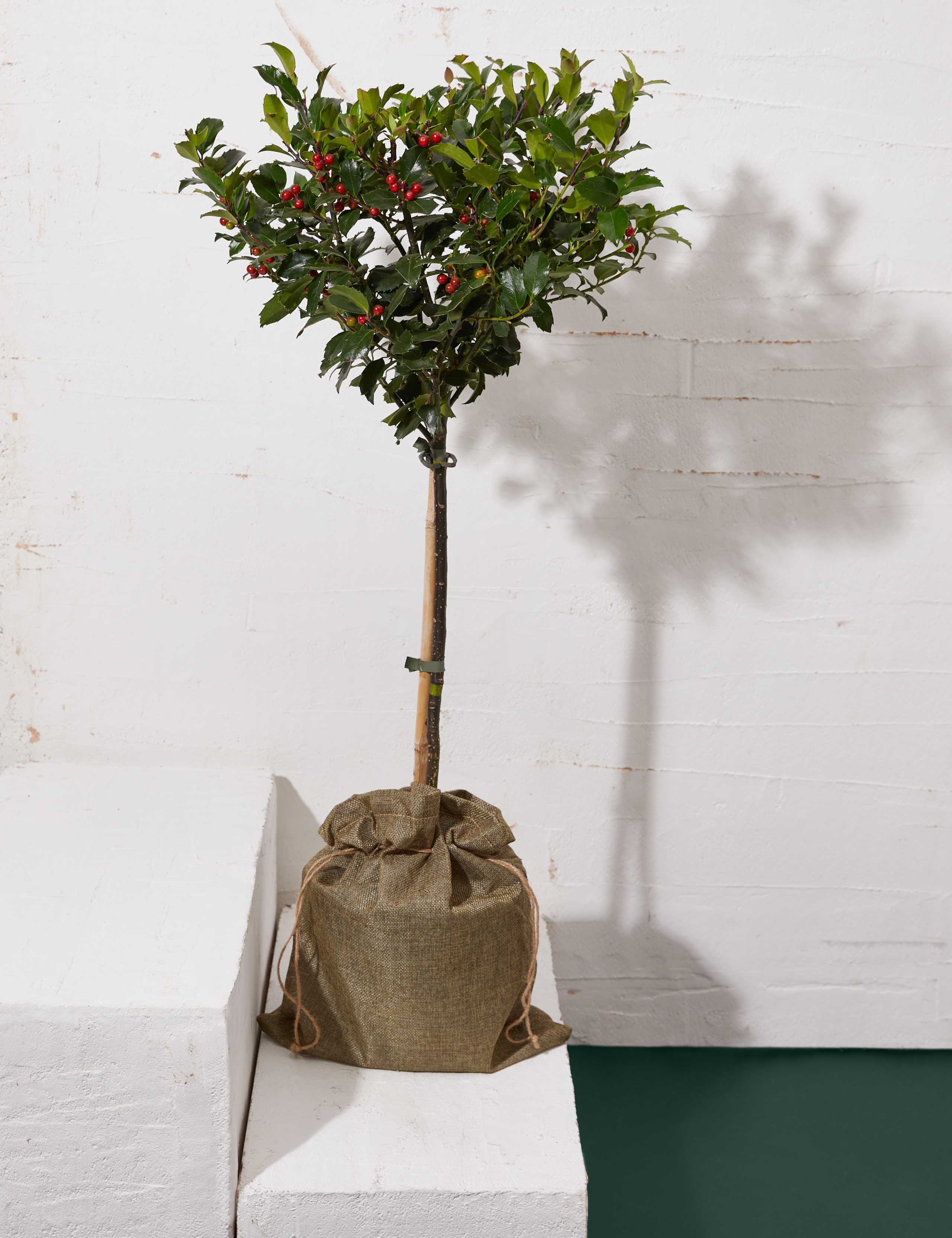 Holly Tree 1 of 3