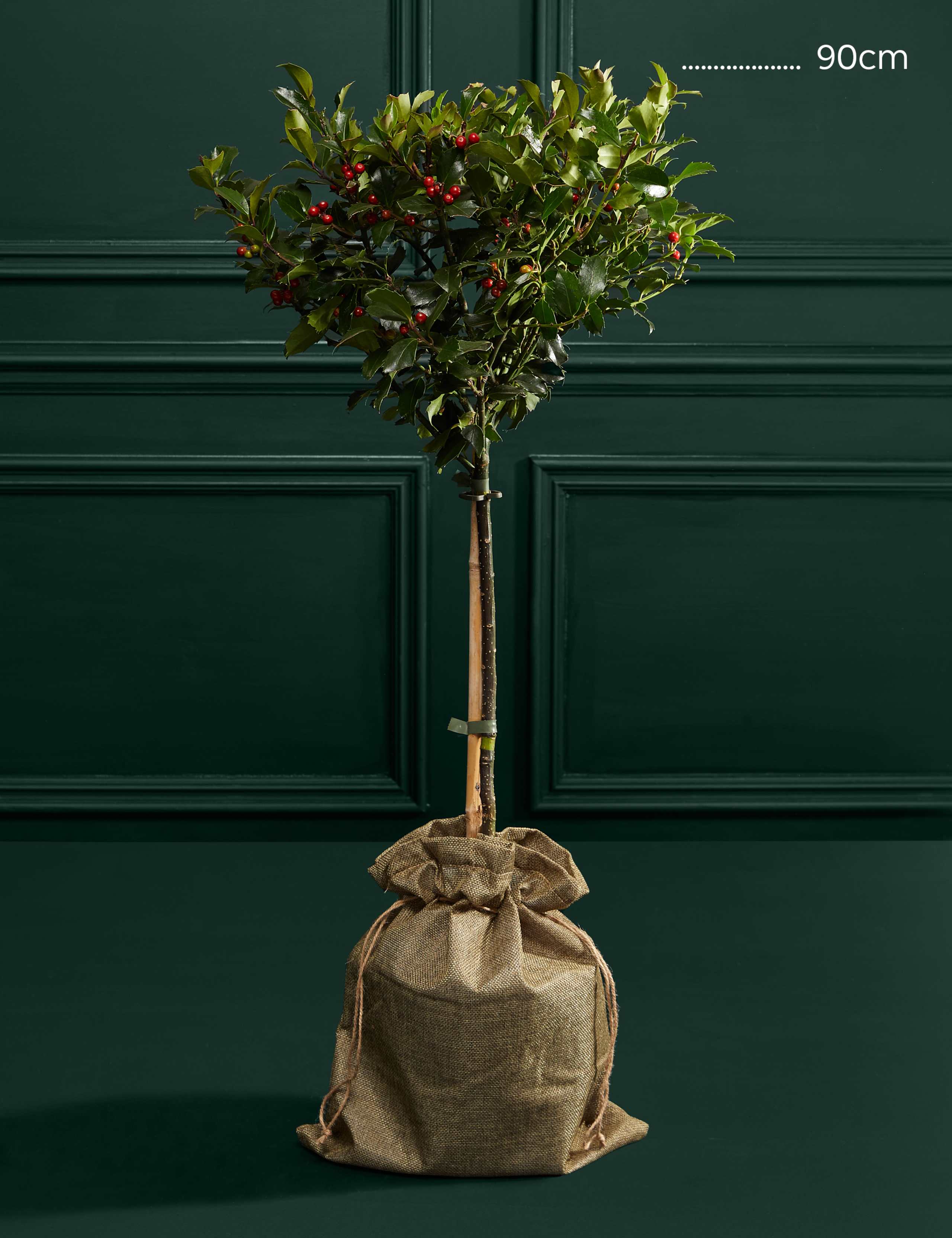 Holly Tree 3 of 3