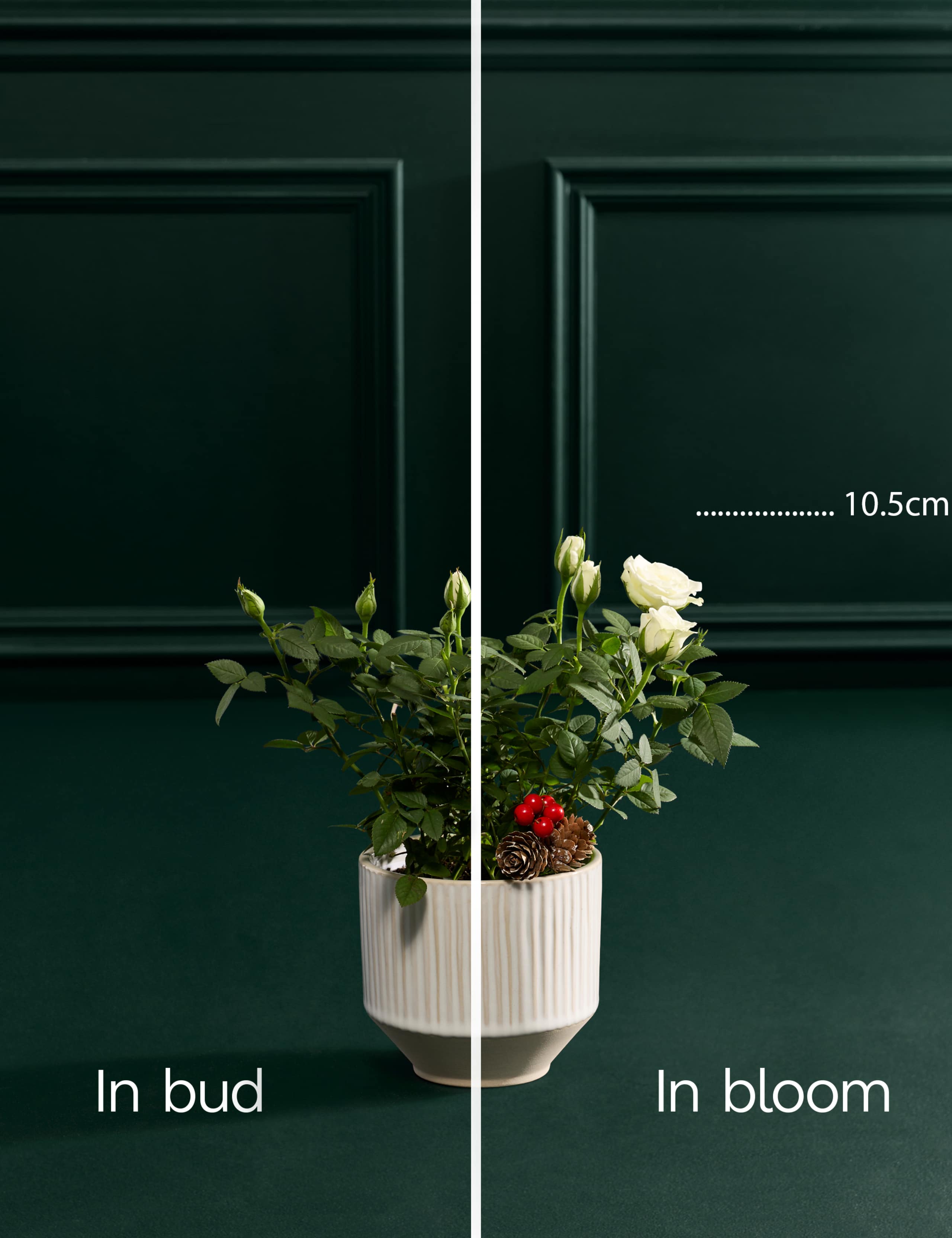 Christmas White Rose with Christmas Candle 5 of 6