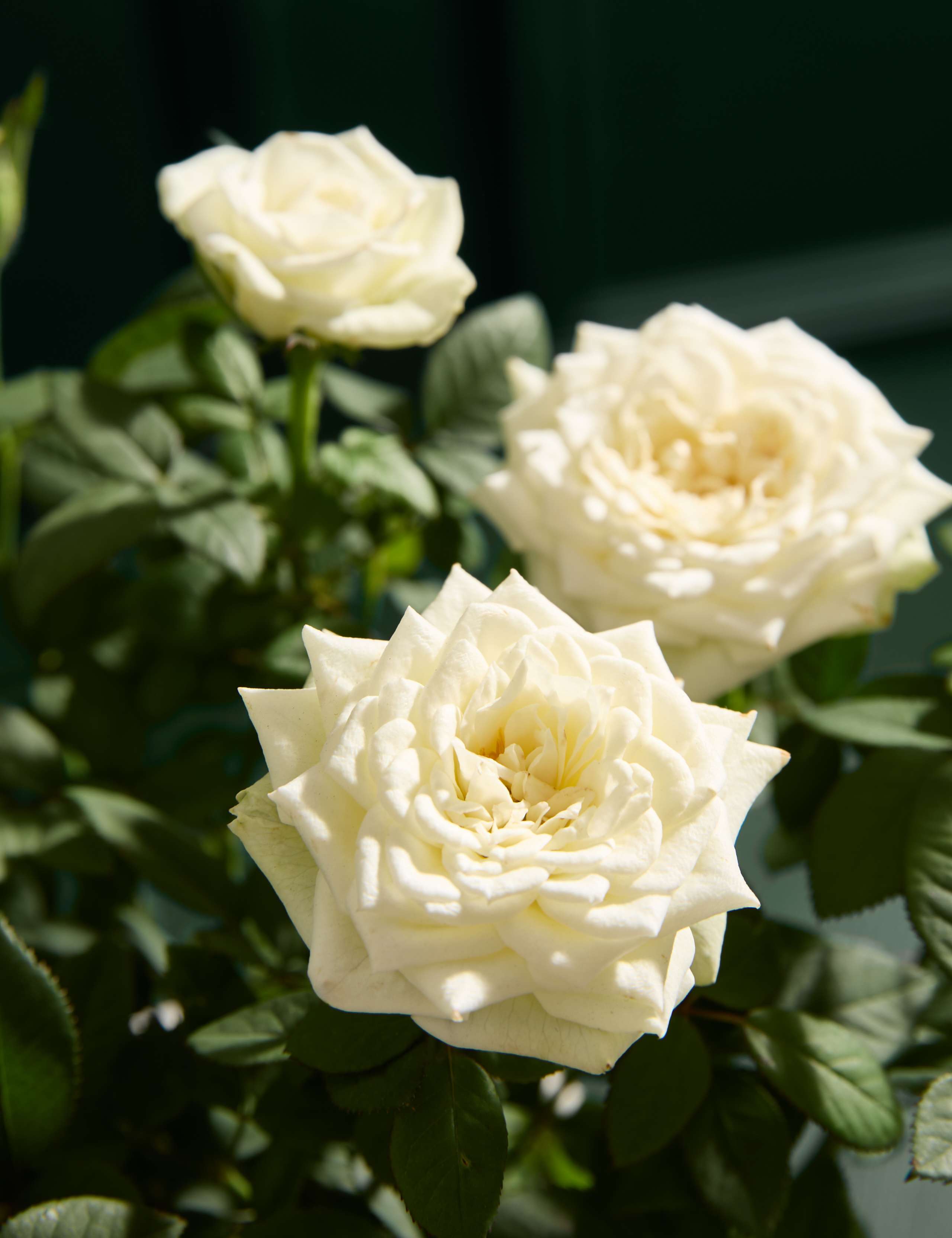 Christmas White Rose with Christmas Candle 2 of 6