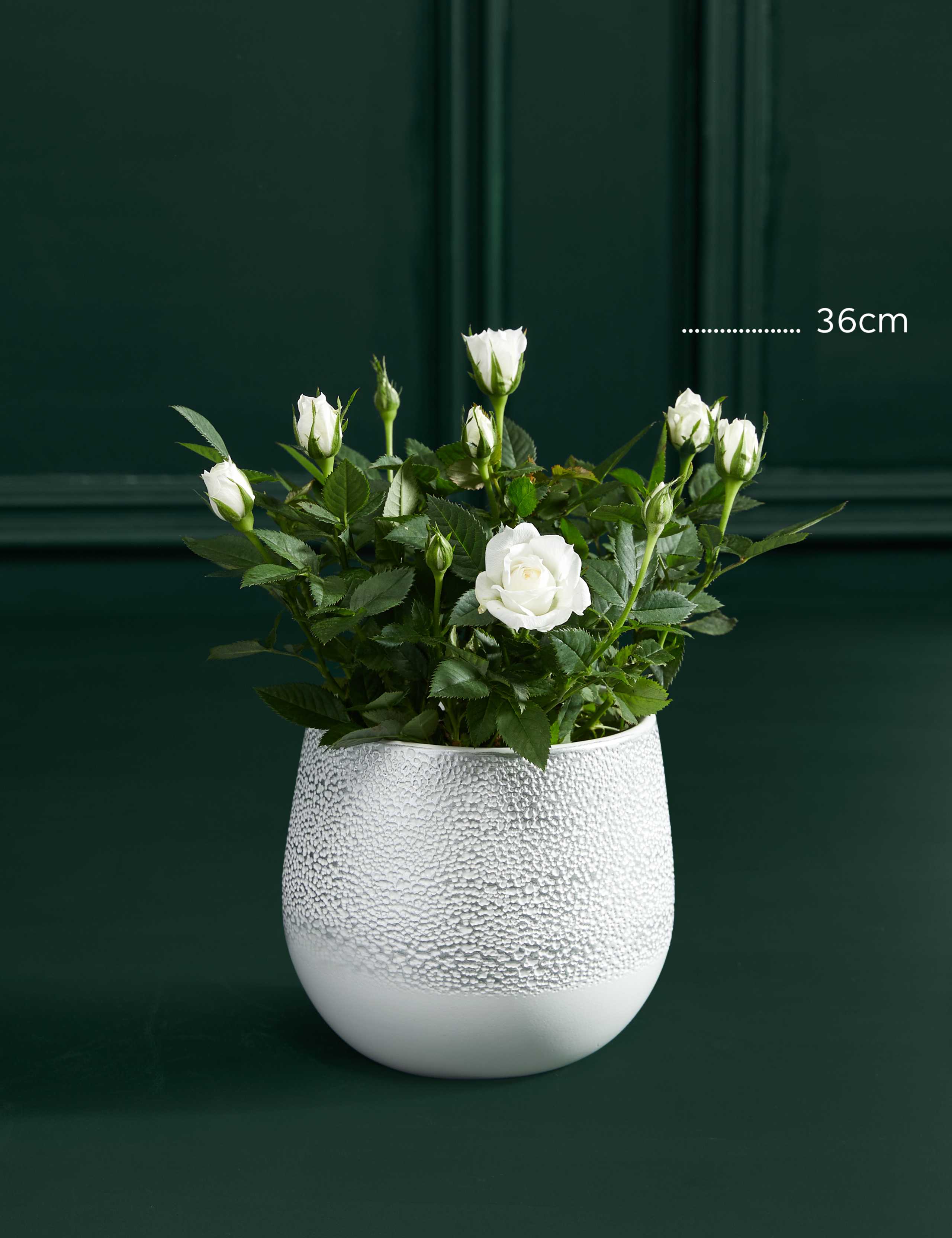 White Rose Ceramic 3 of 3