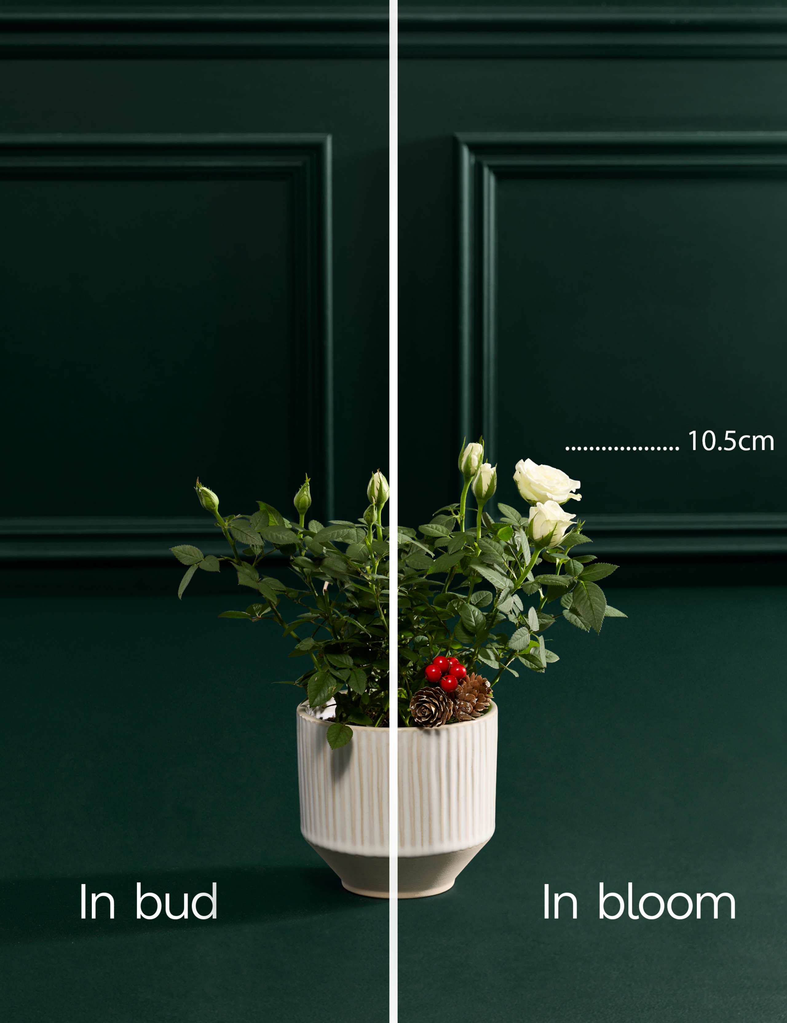 Christmas White Rose in Ceramic Pot (Delivery from 26th November) 3 of 3