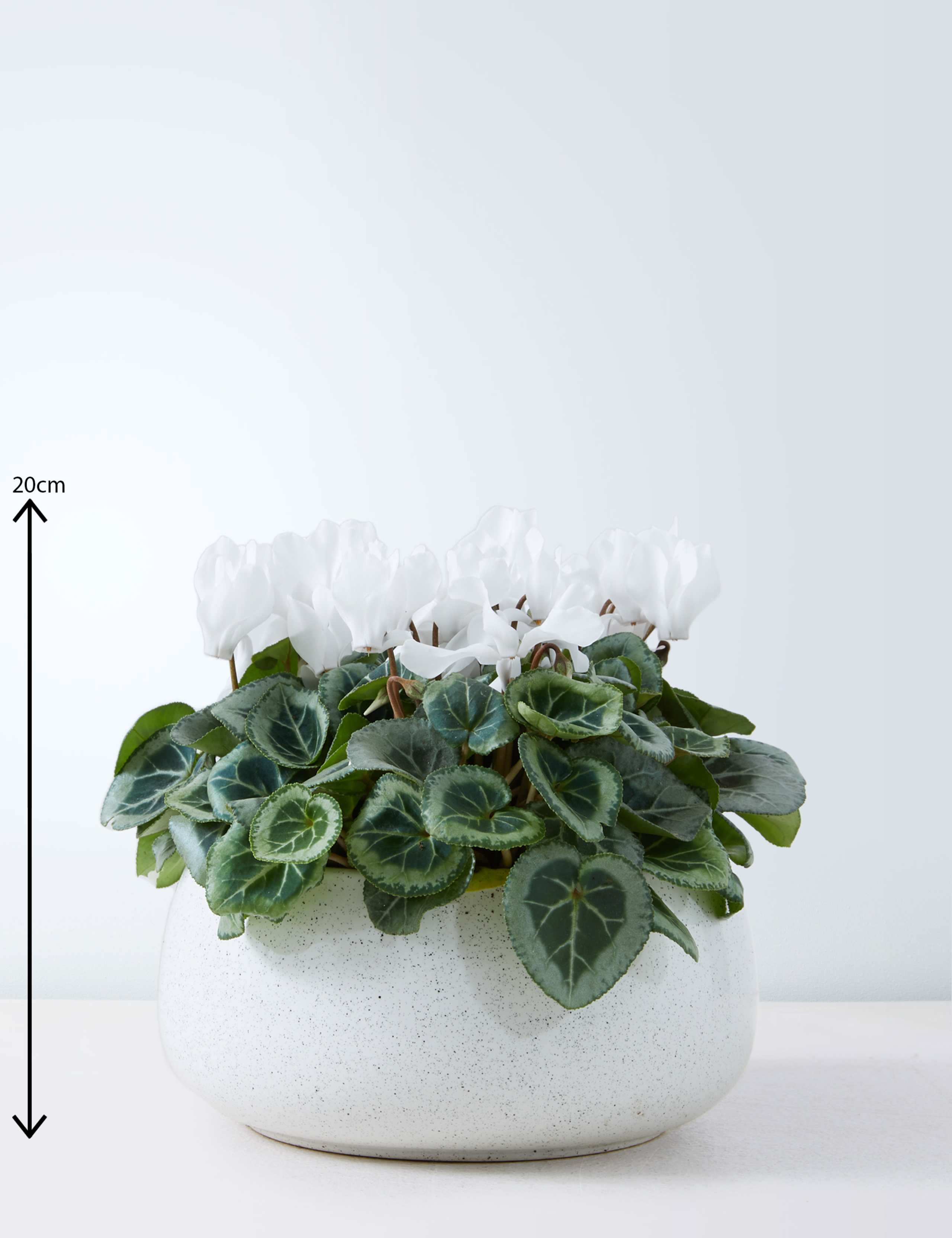 White Cyclamen Planter 3 of 4