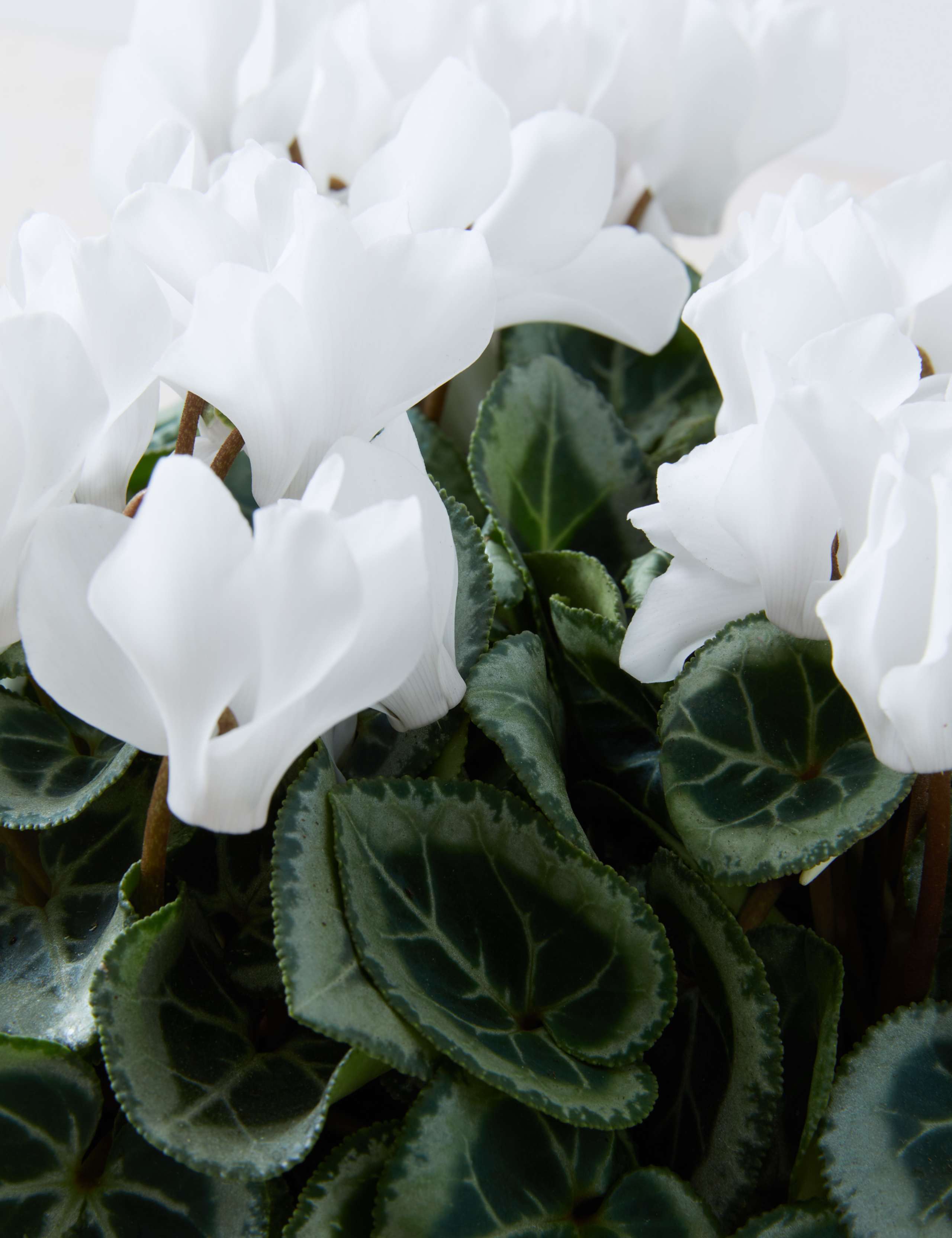 White Cyclamen Planter 4 of 4