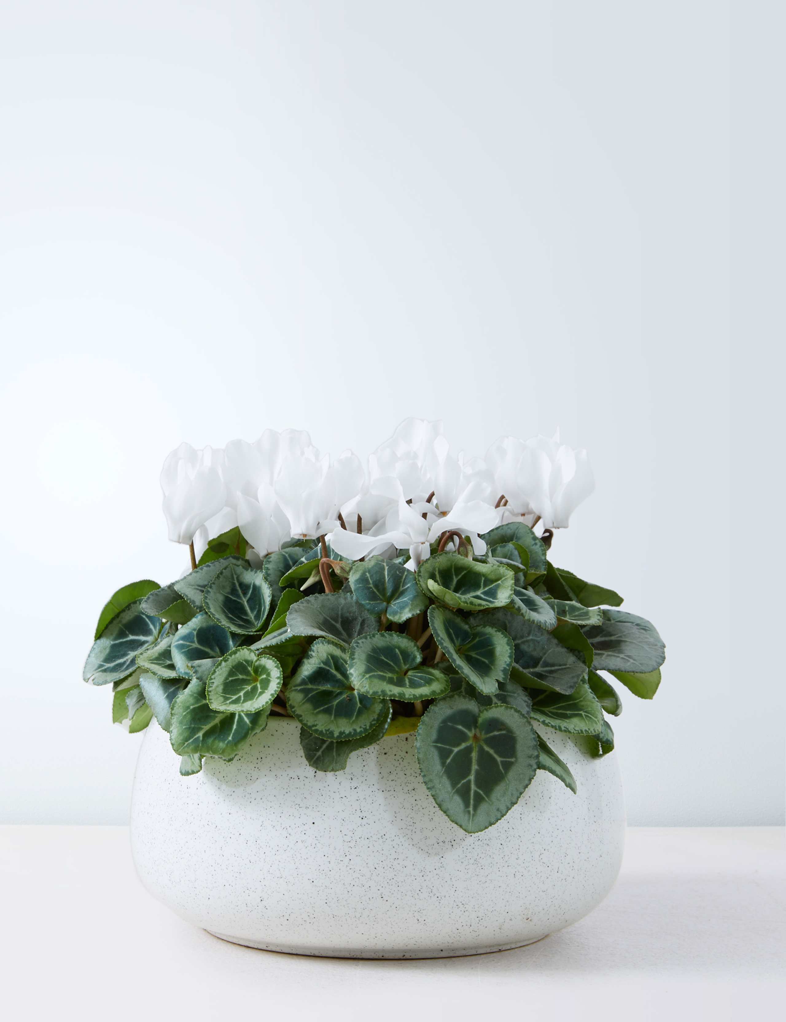 White Cyclamen Planter 2 of 4
