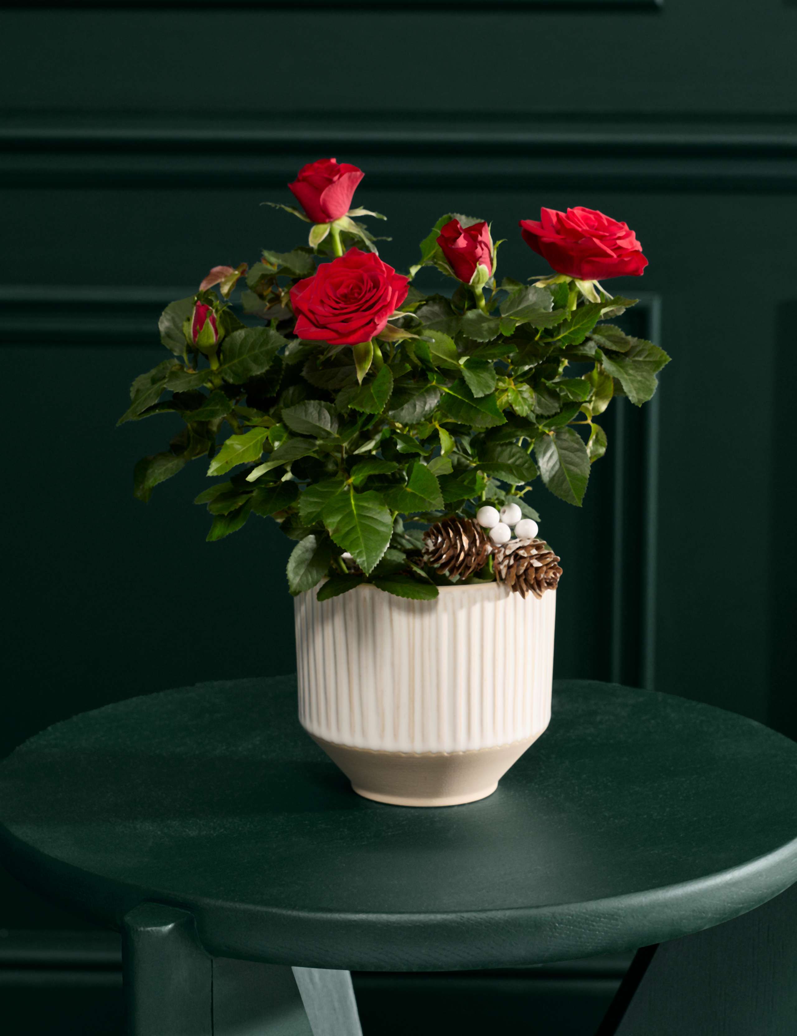 Christmas Red Rose in Ceramic Pot 1 of 3
