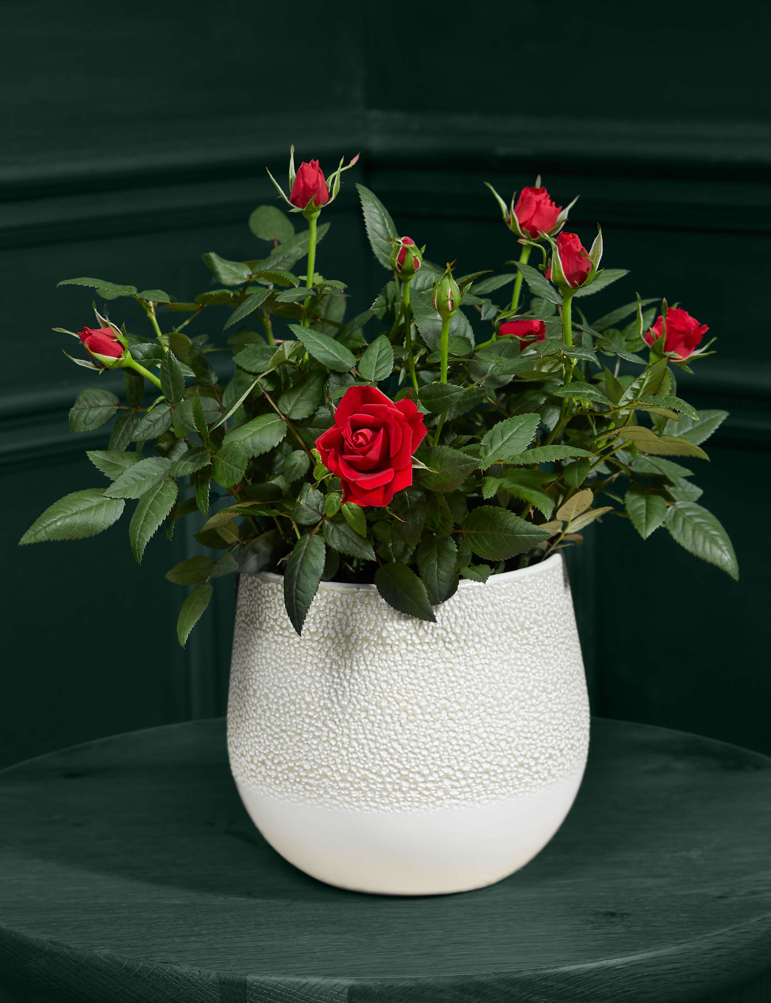Red Rose Ceramic 1 of 3