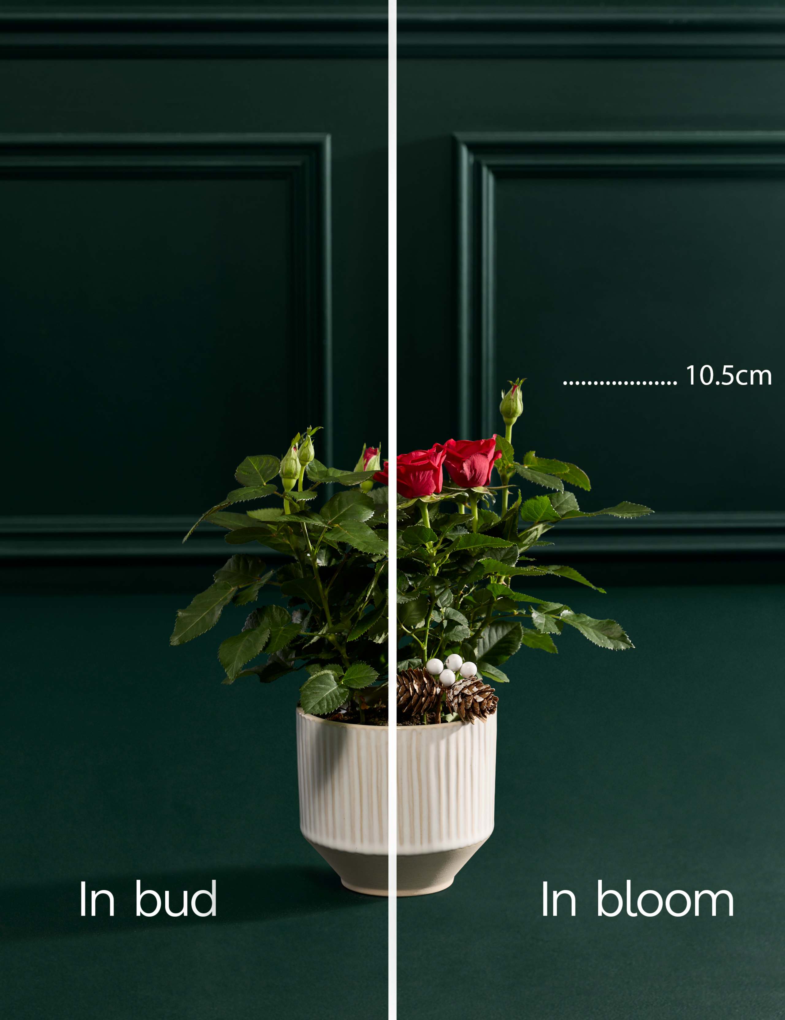 Christmas Red Rose in Ceramic Pot 3 of 3