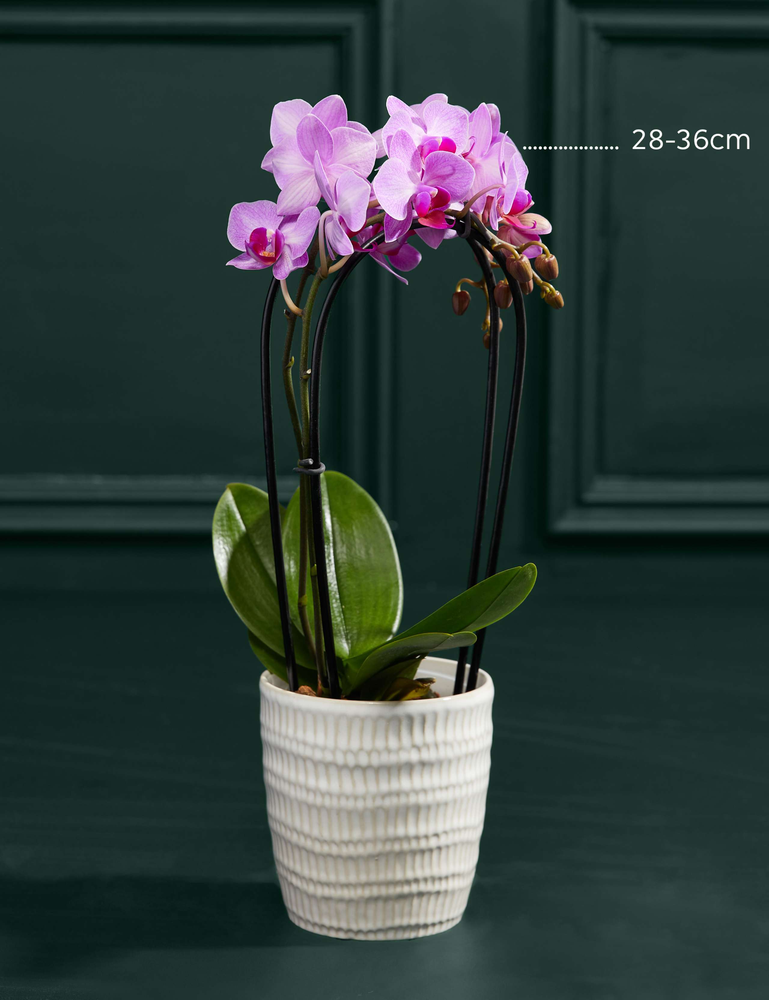 Purple Miniature Phalaenopsis Cascade Orchid in Ceramic Pot 3 of 5