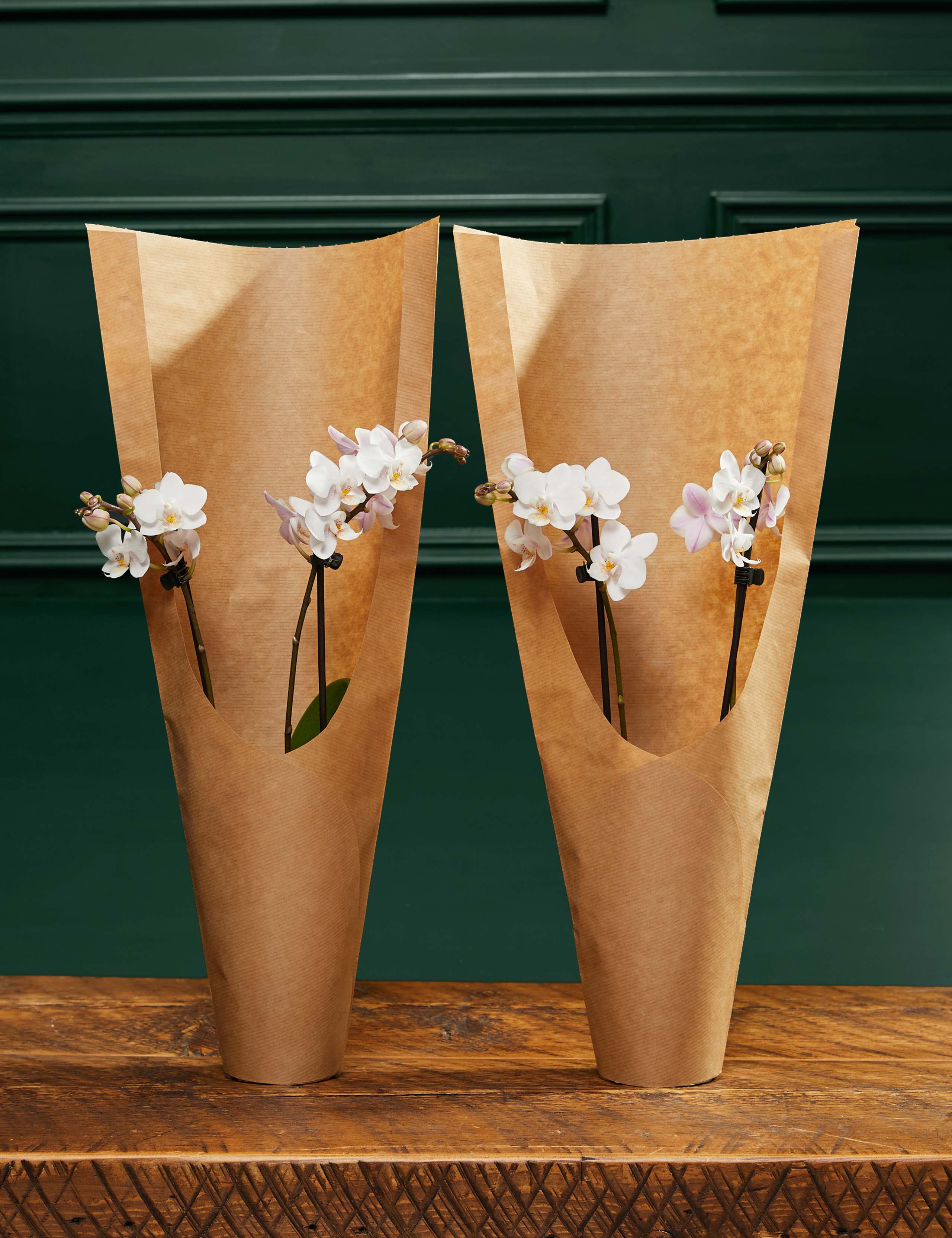 Two White Phalaenopsis Orchids 1 of 3
