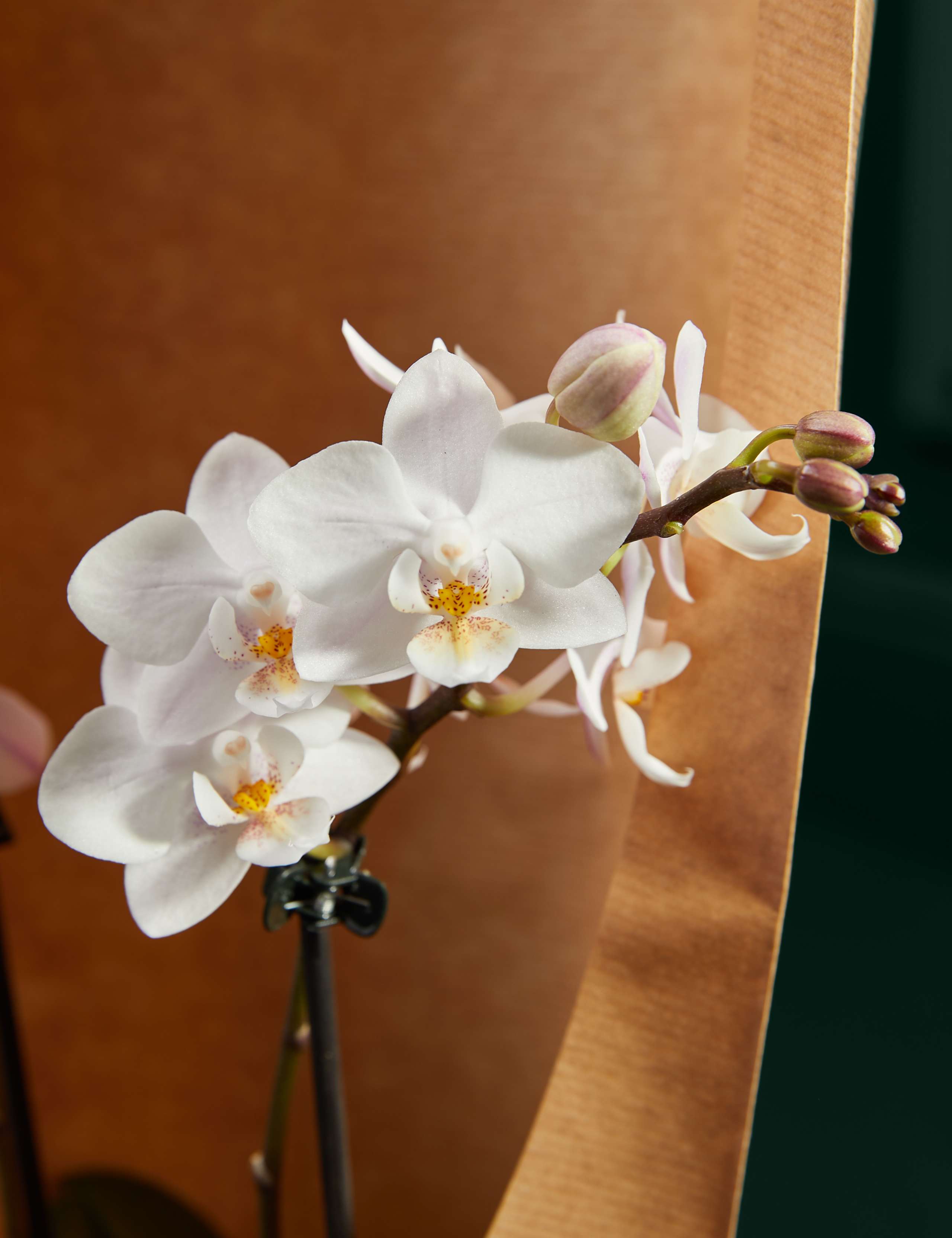 Two White Phalaenopsis Orchids 2 of 3