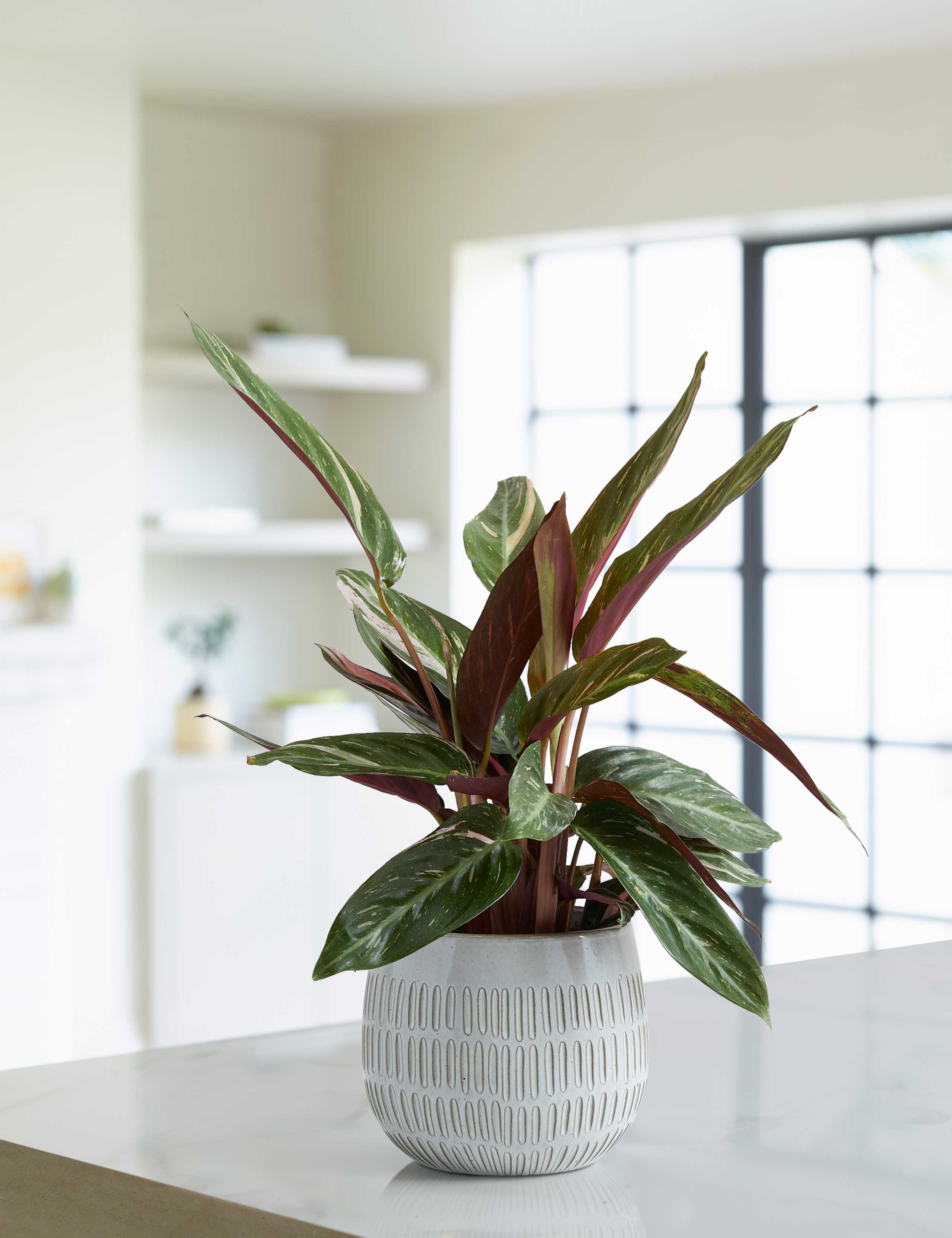 Calathea Ceramic - Magicstar 1 of 4