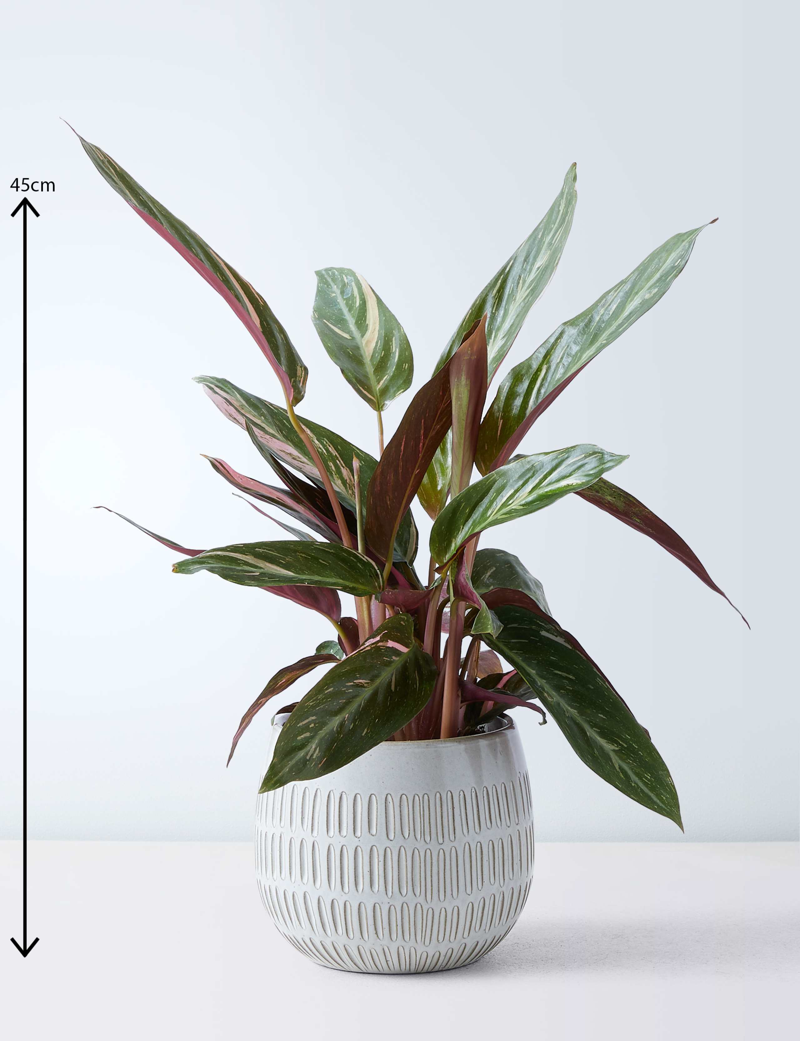Calathea Ceramic - Magicstar 3 of 4