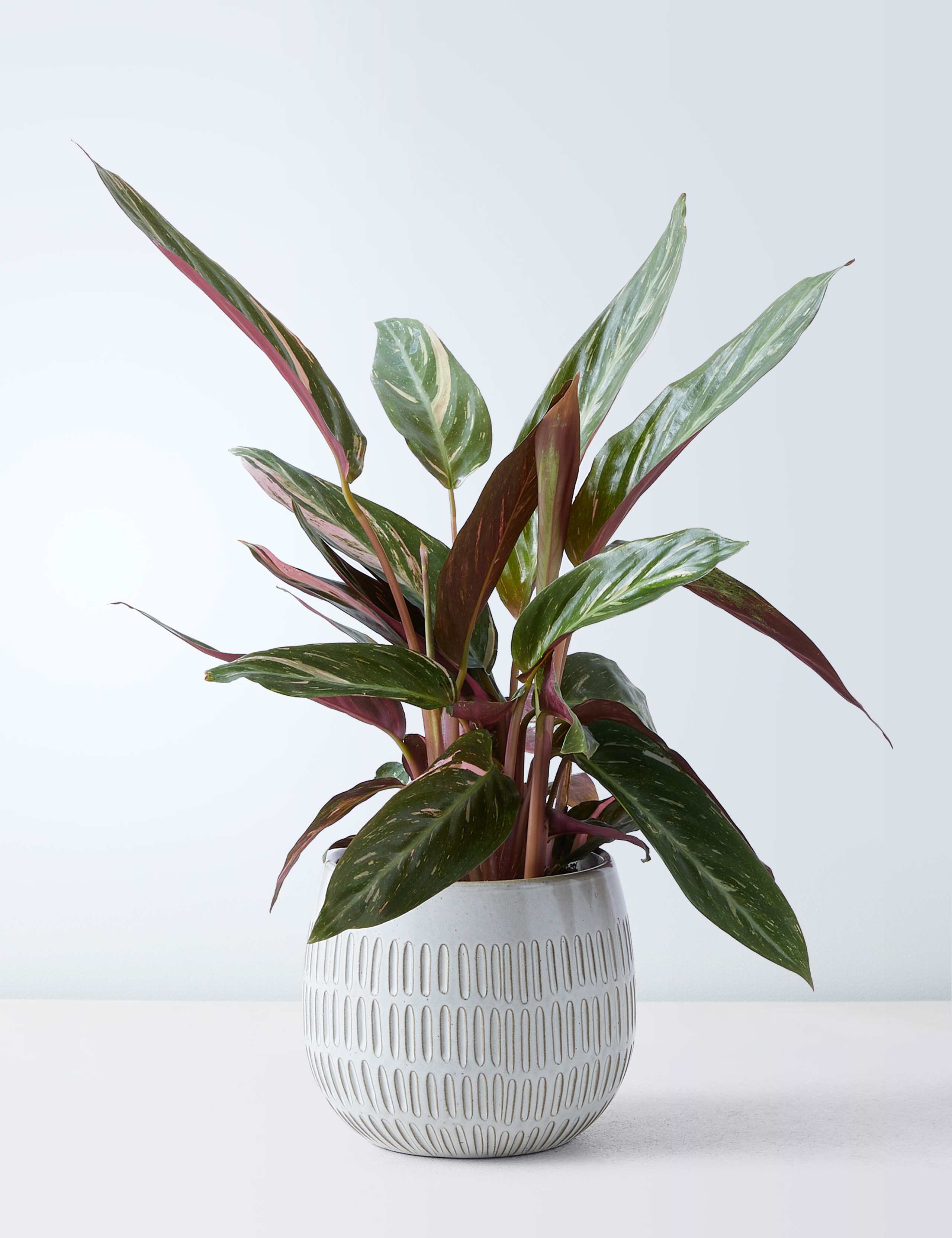 Calathea Ceramic - Magicstar 2 of 4