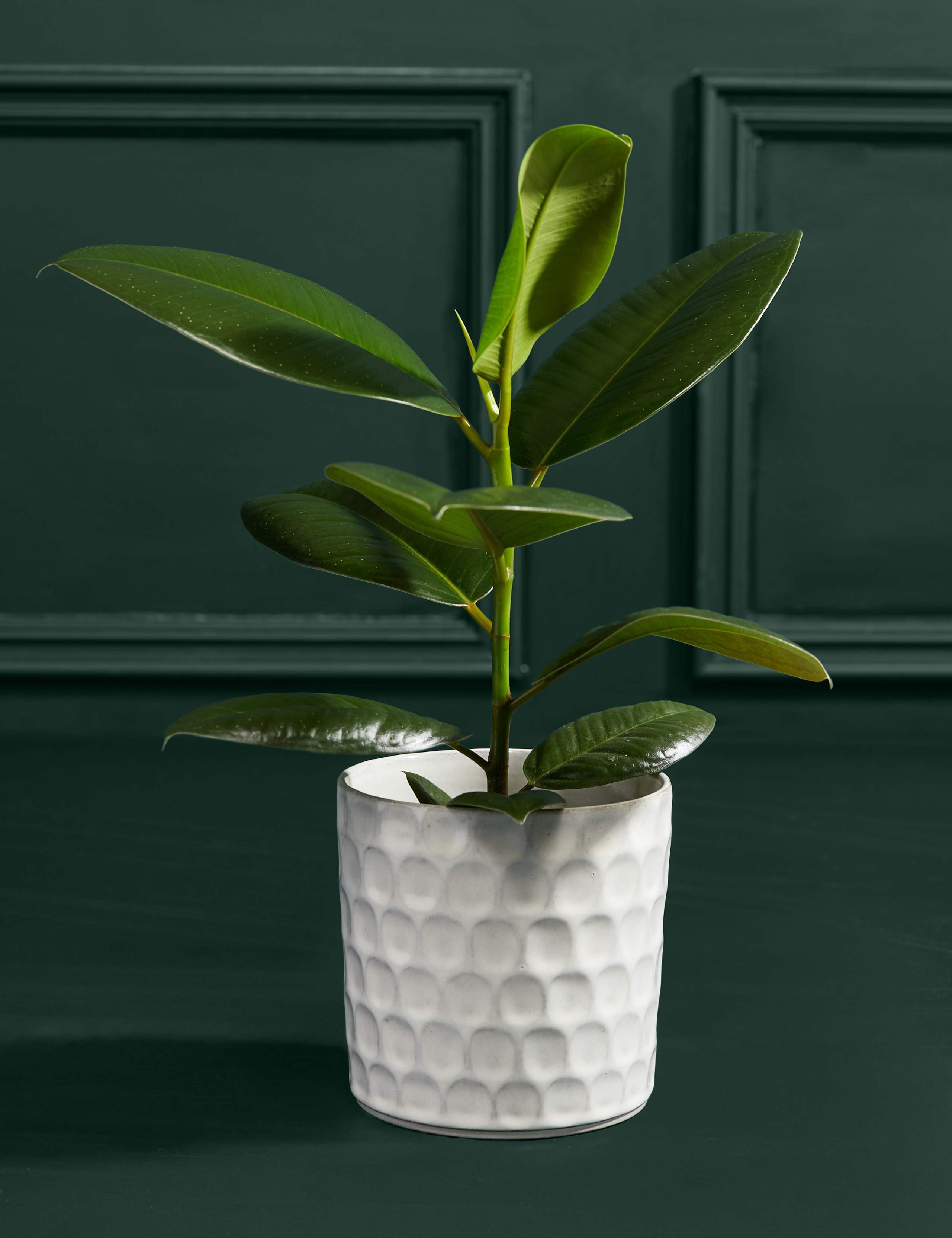 Ficus Robusta Plant with Ceramic Pot 3 of 3