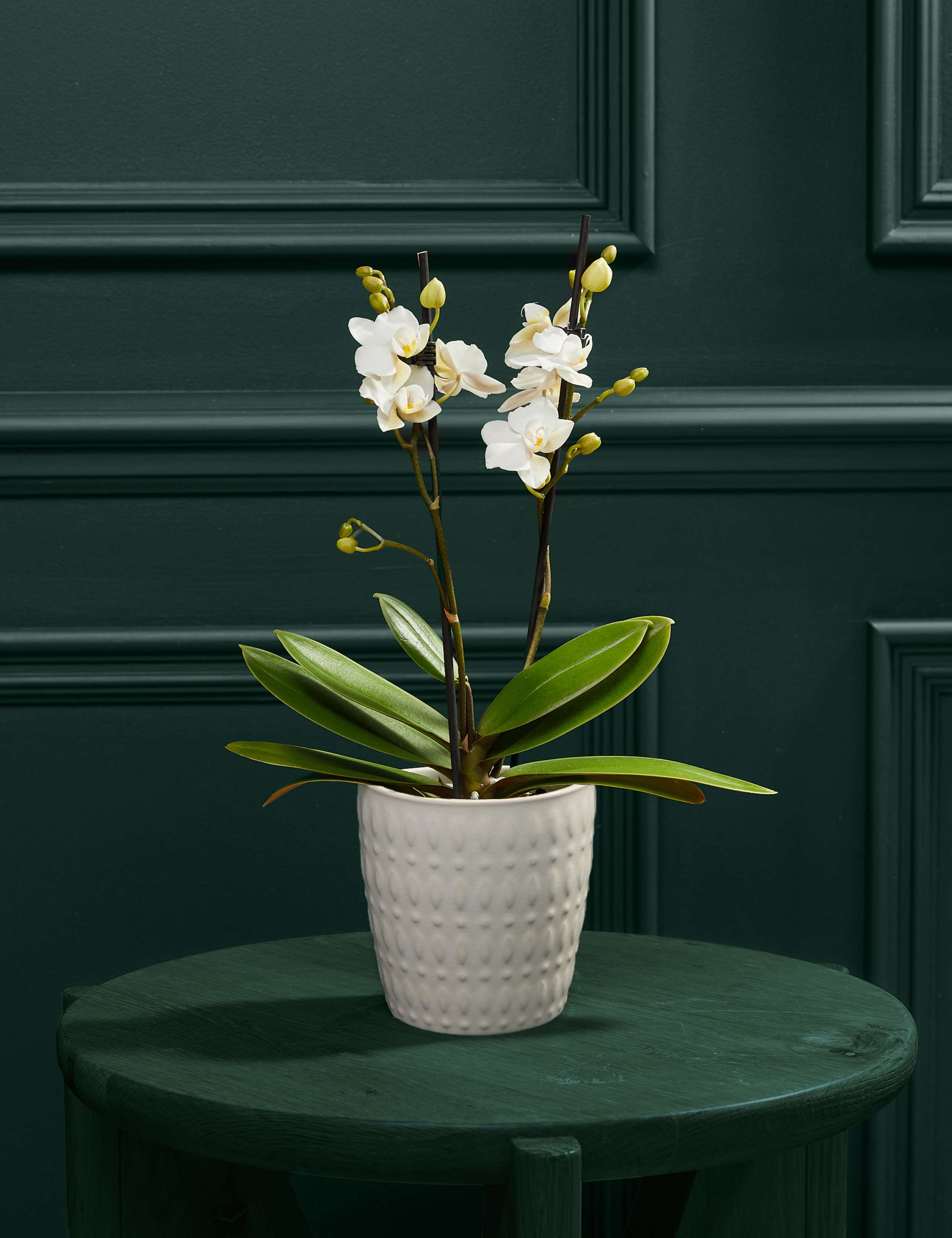 White Phalaenopsis Orchid in Ceramic Pot 1 of 5