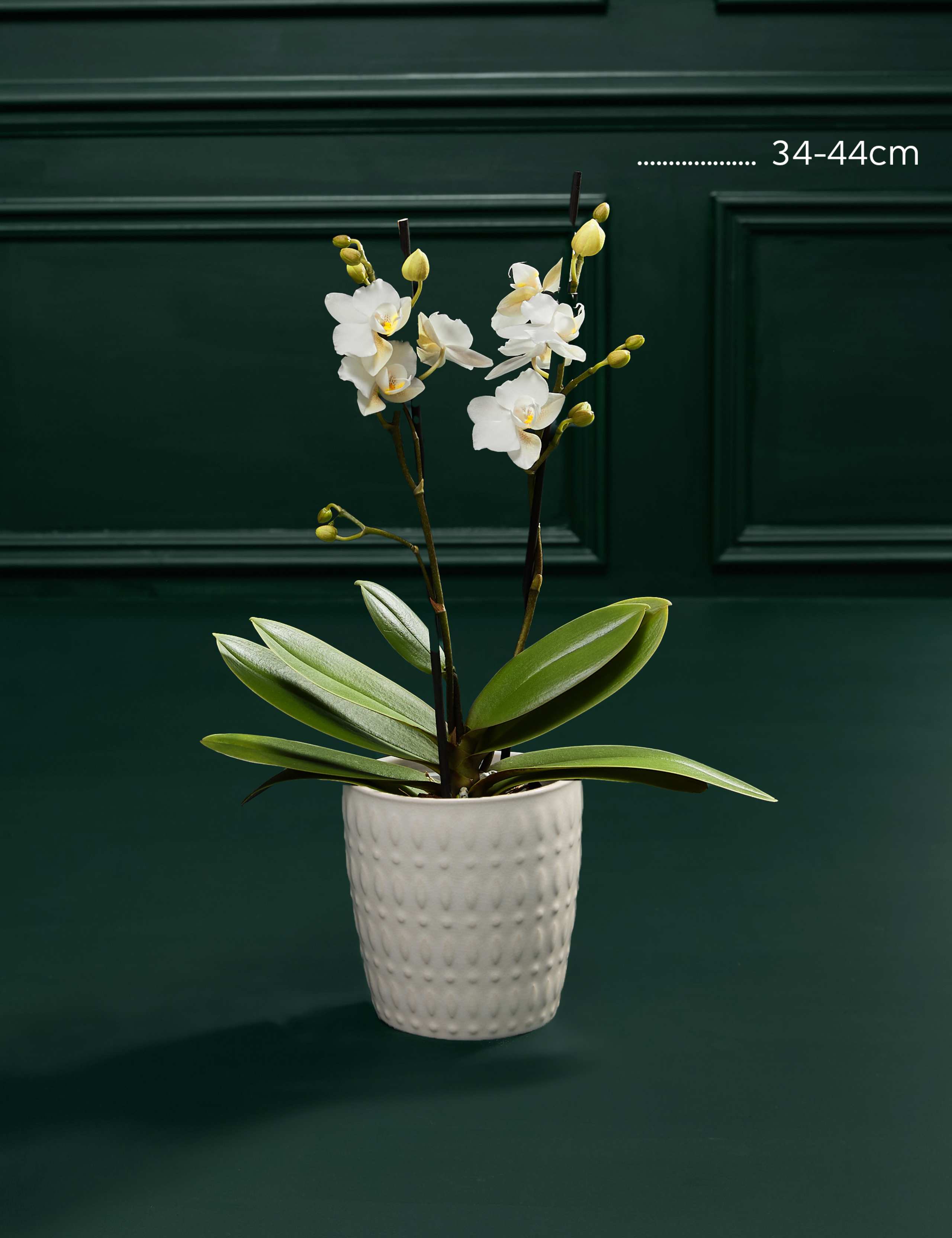 White Phalaenopsis Orchid in Ceramic Pot 3 of 5