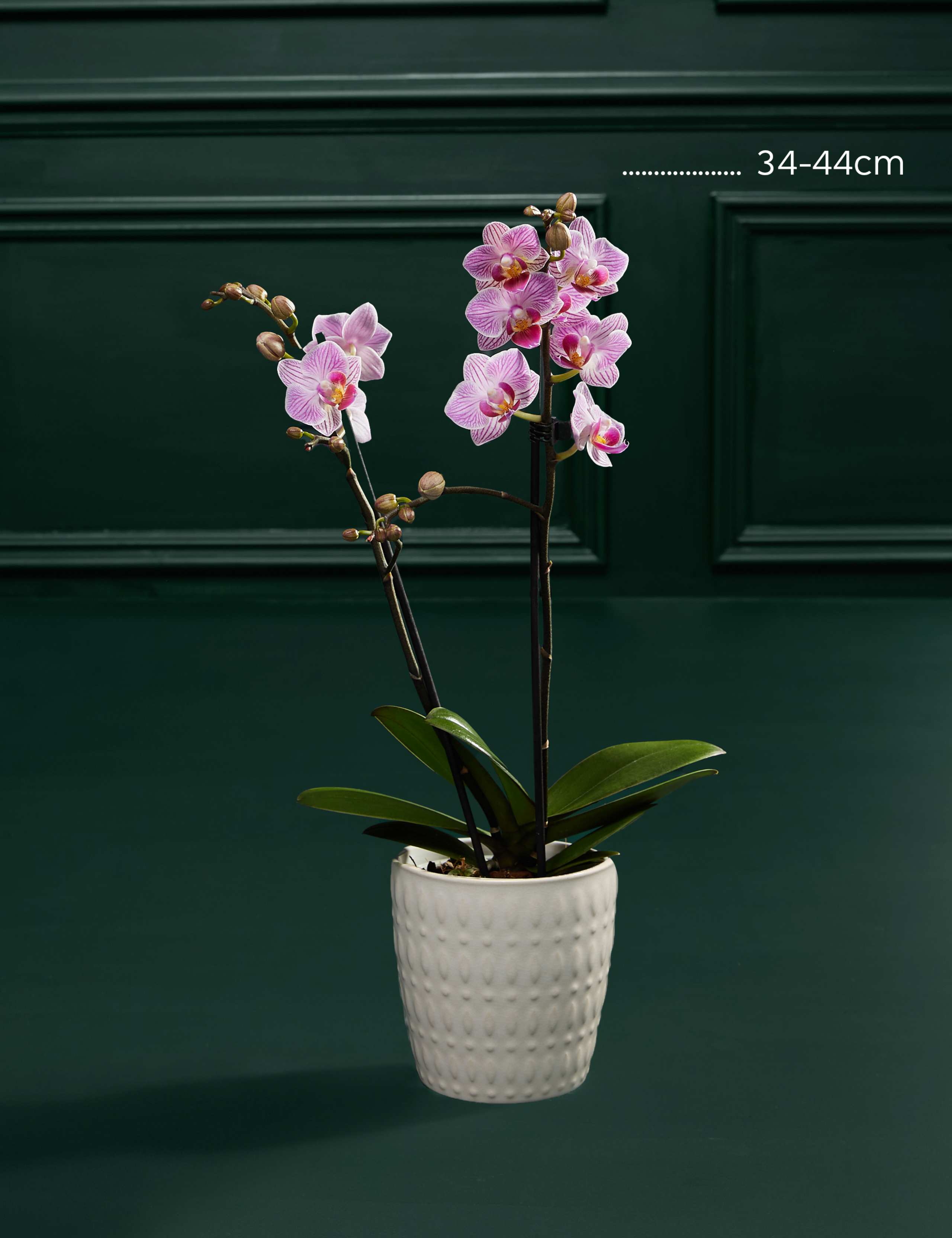 Pink Phalaenopsis Orchid in Ceramic Pot 3 of 5
