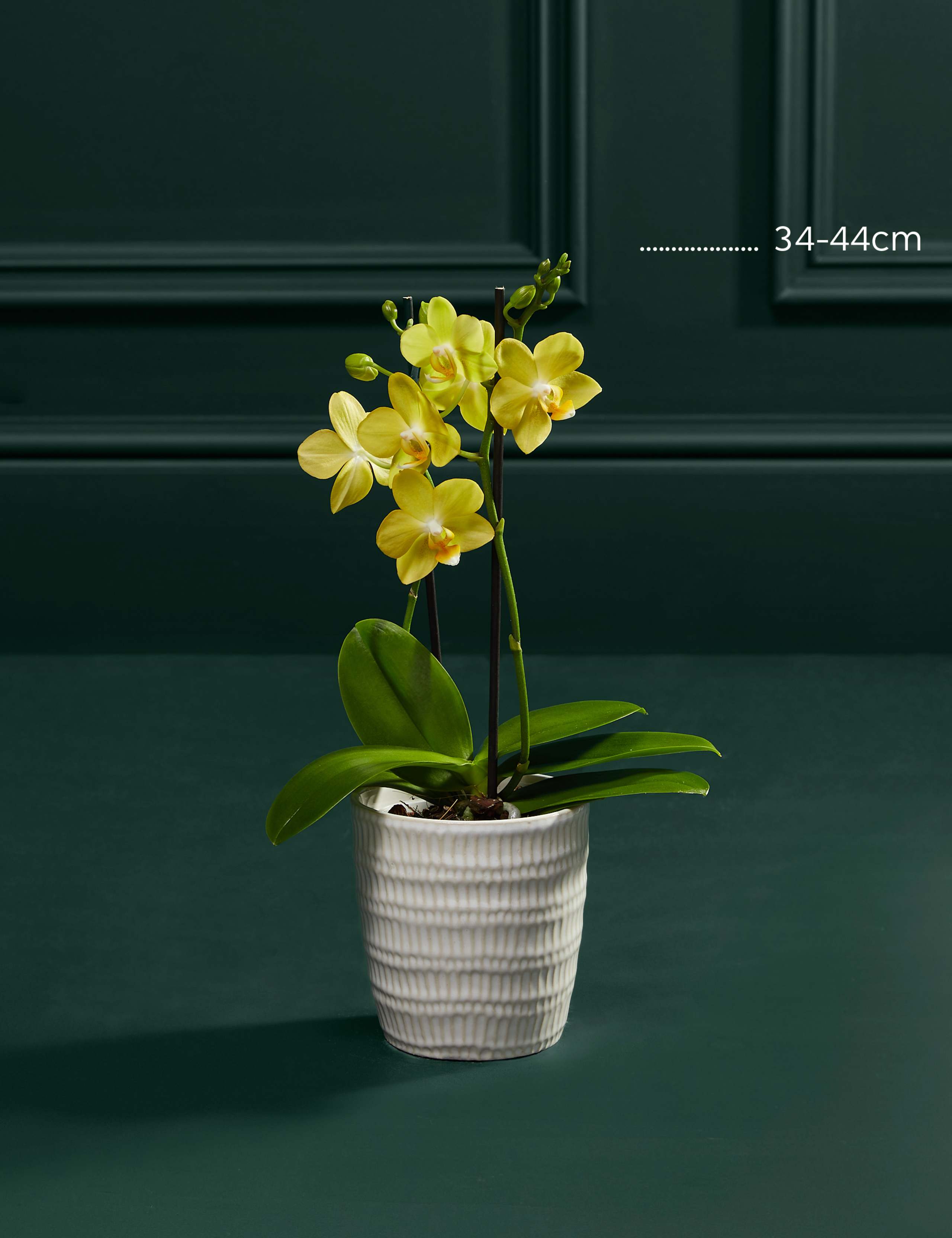 Yellow Miniature Phalaenopsis Orchid in Ceramic Pot 3 of 5
