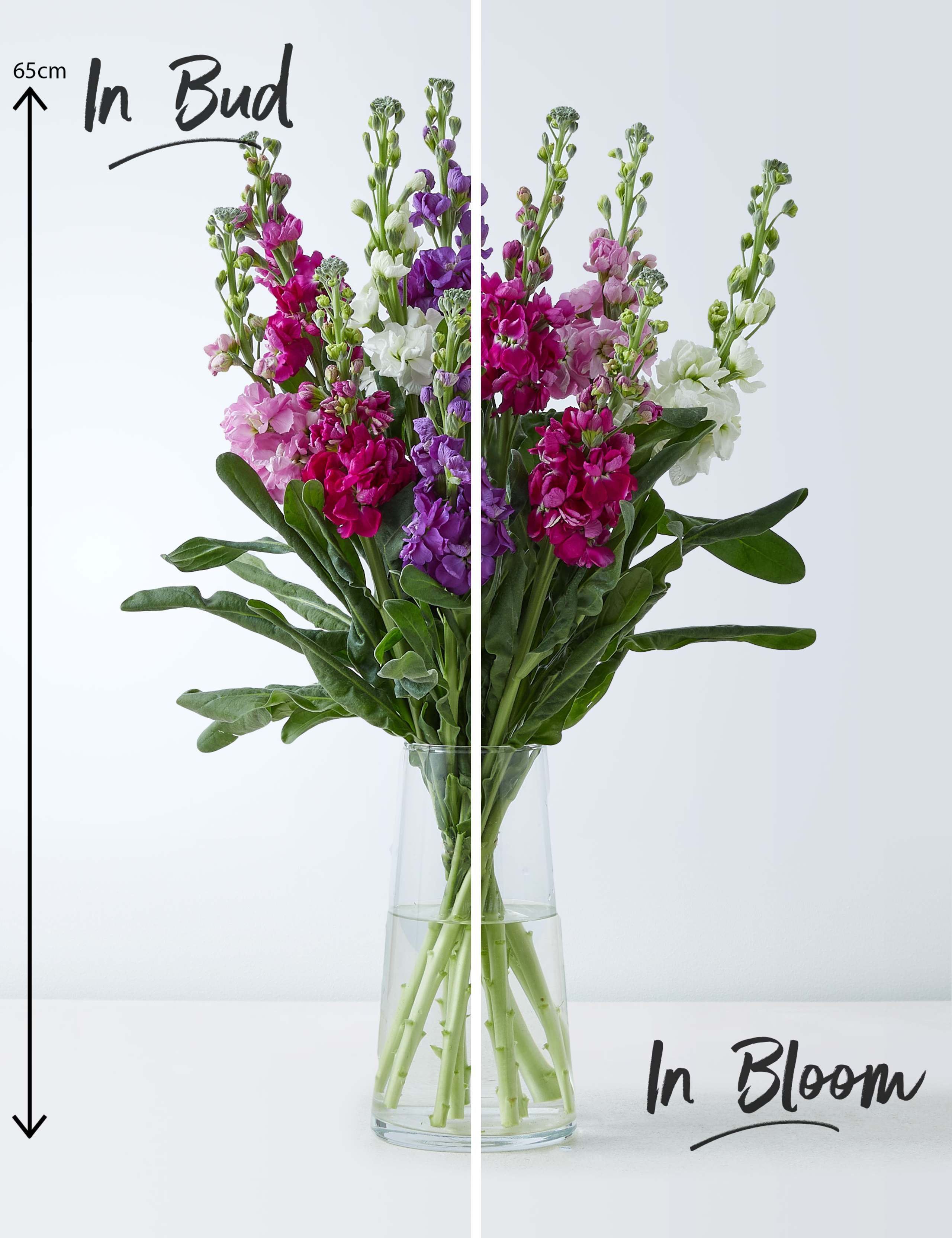 Collection Giant Scented Stock (Delivery from 3rd April 2021) 3 of 4