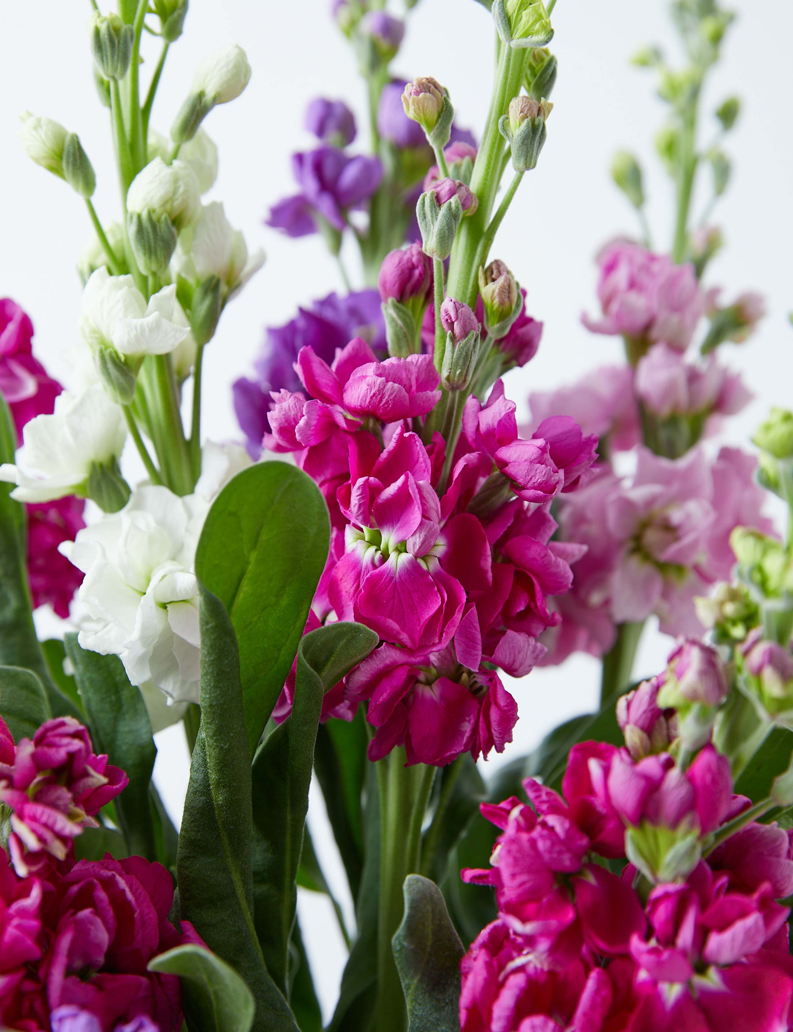 Collection Giant Scented Stock (Delivery from 3rd April 2021) 4 of 4